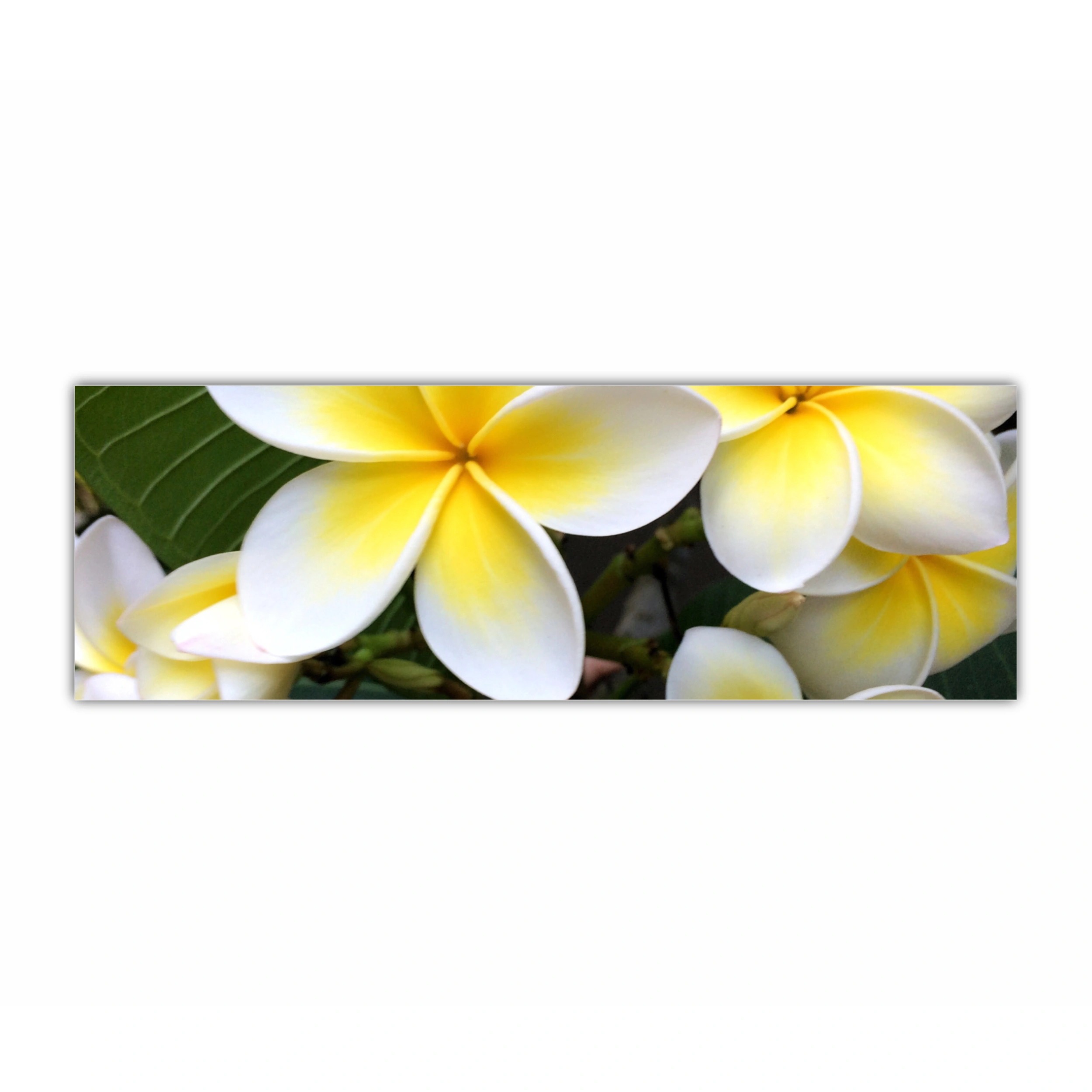 Plumeria 15