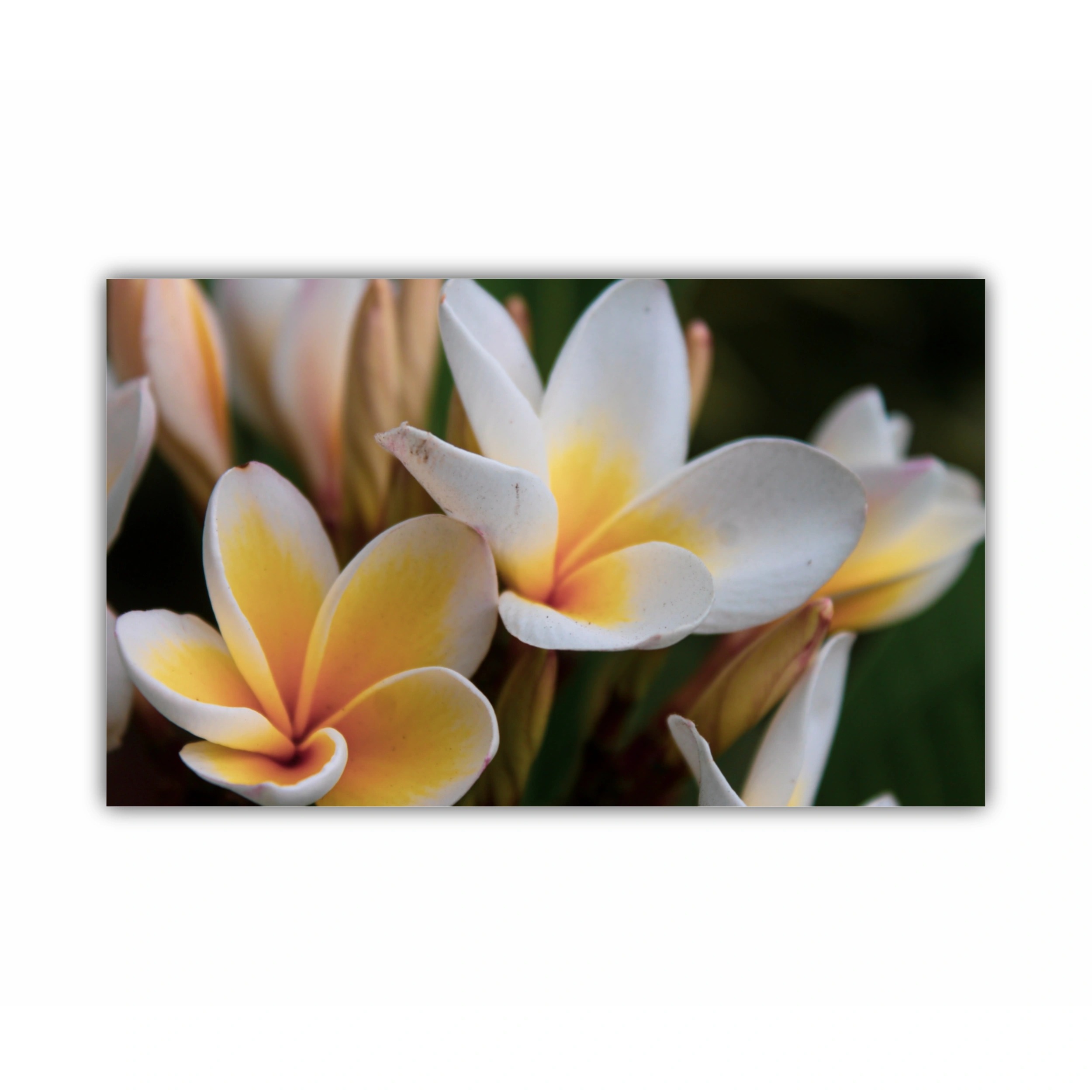 Plumeria 16