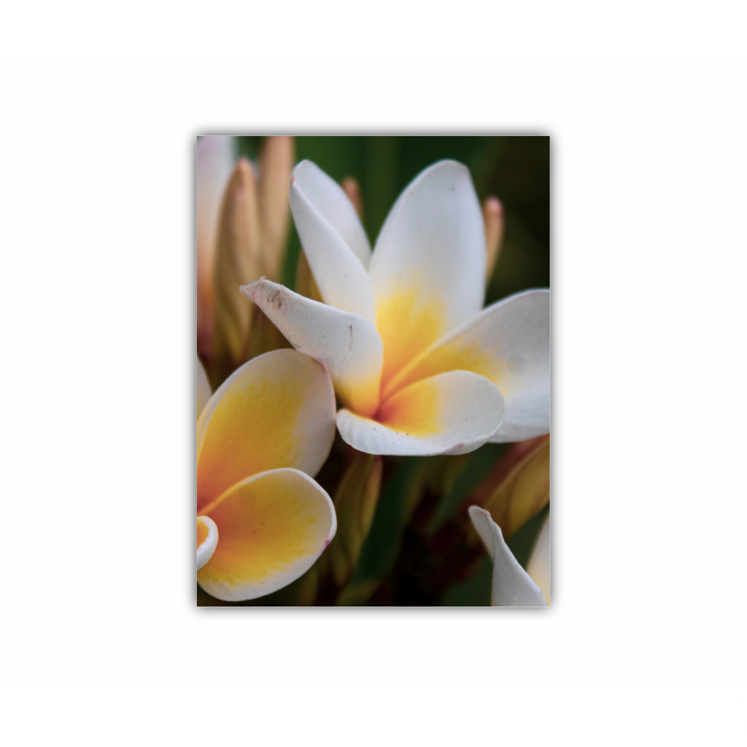 Plumeria 16