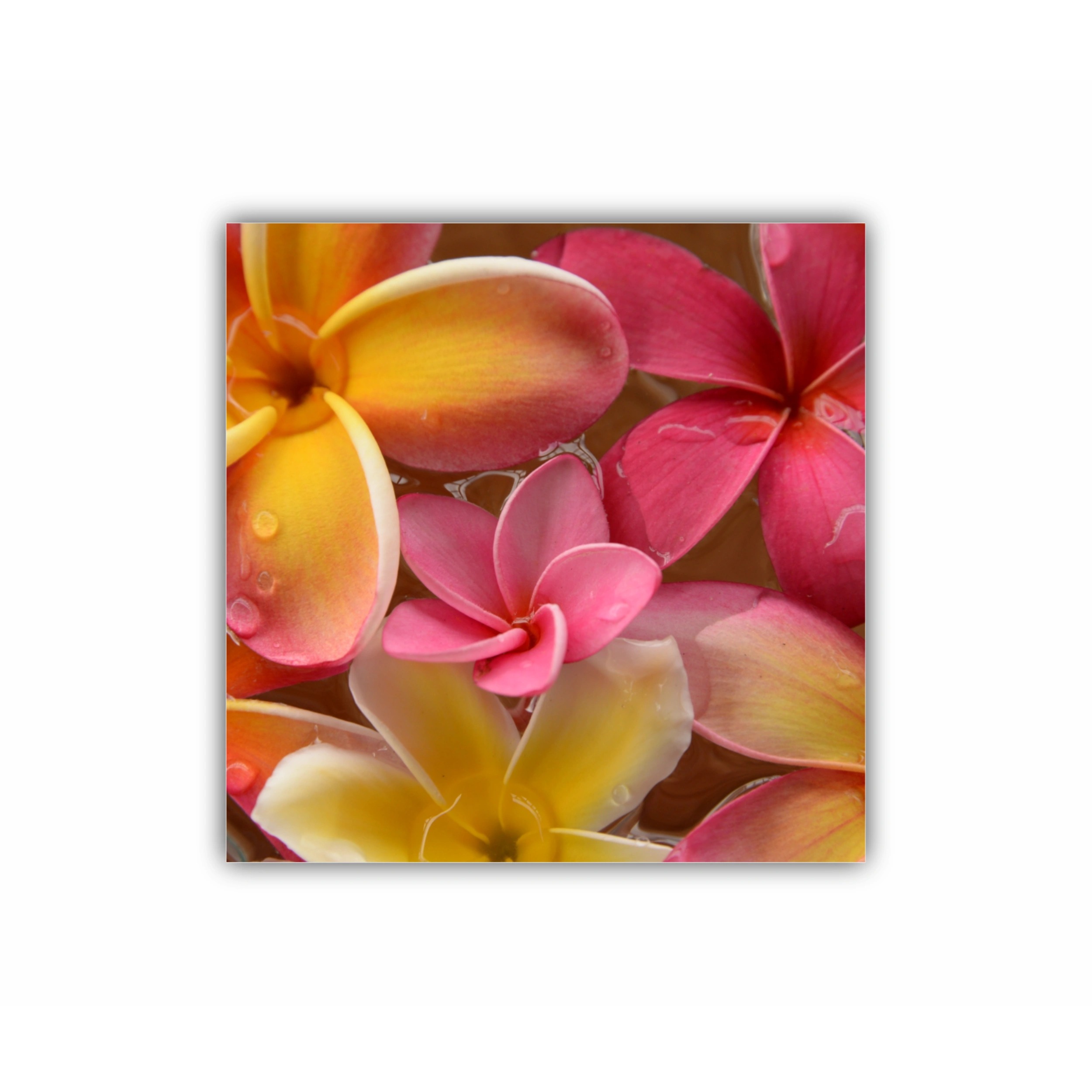 Plumeria