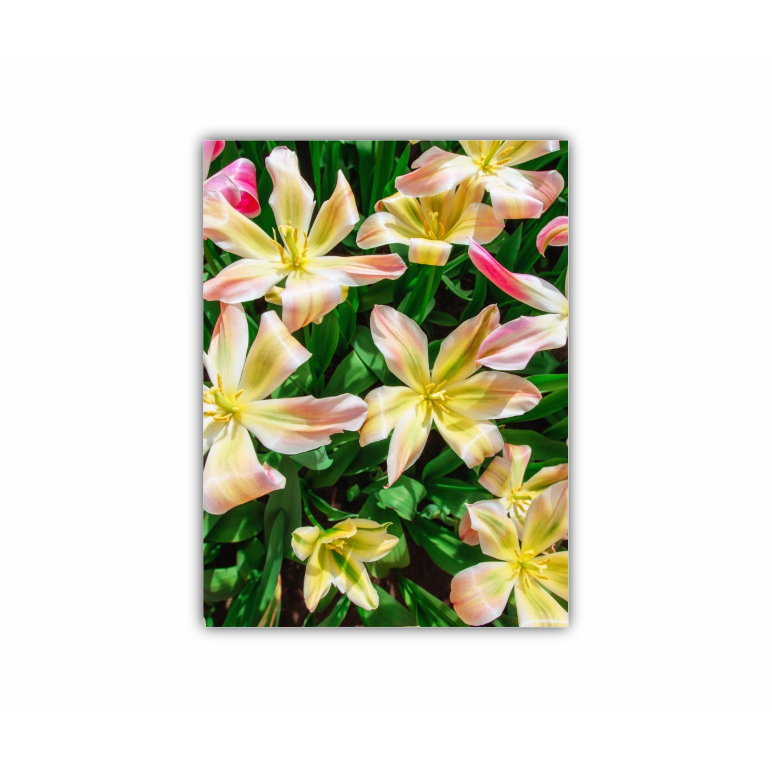 Plumeria 18