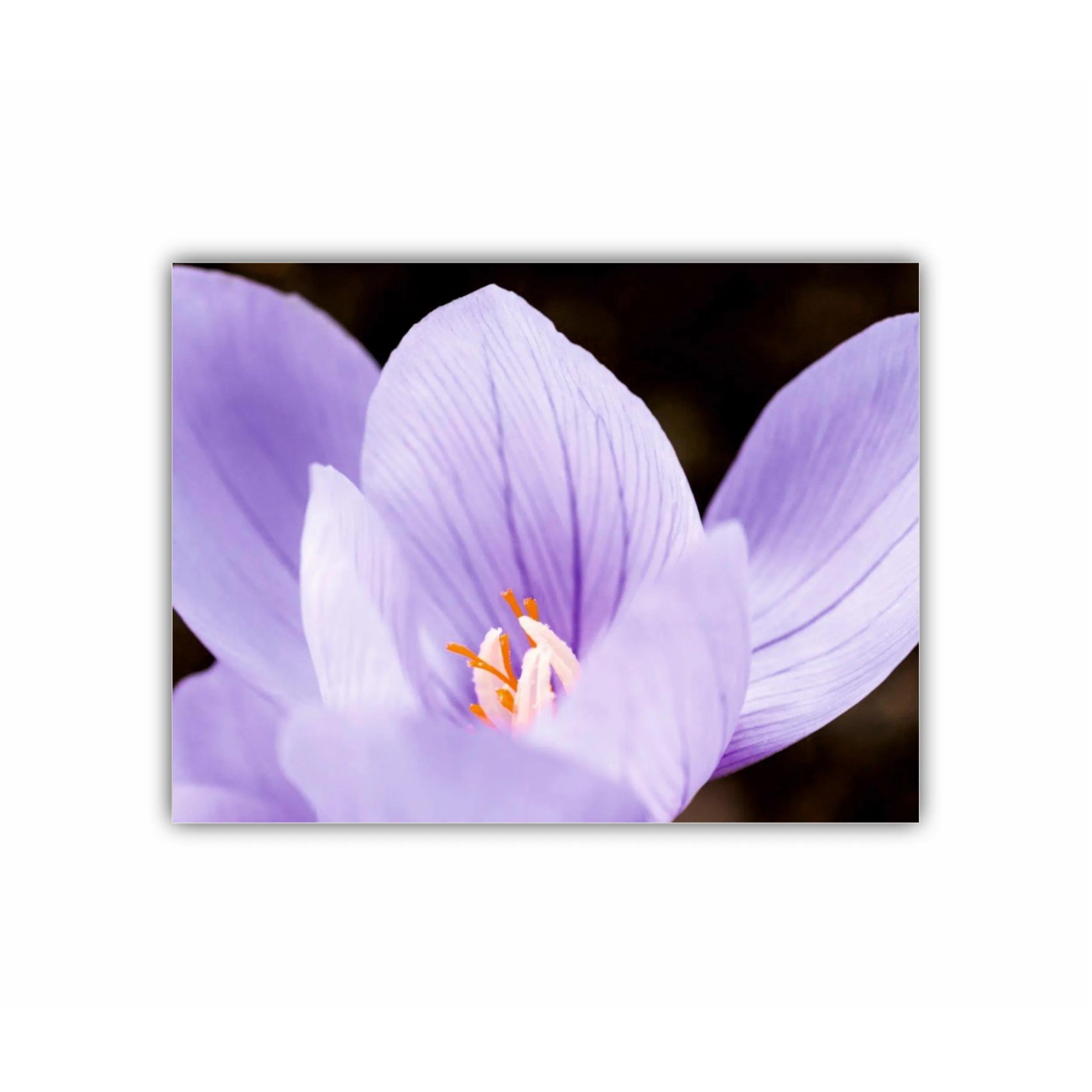 Crocus purpuriu 2