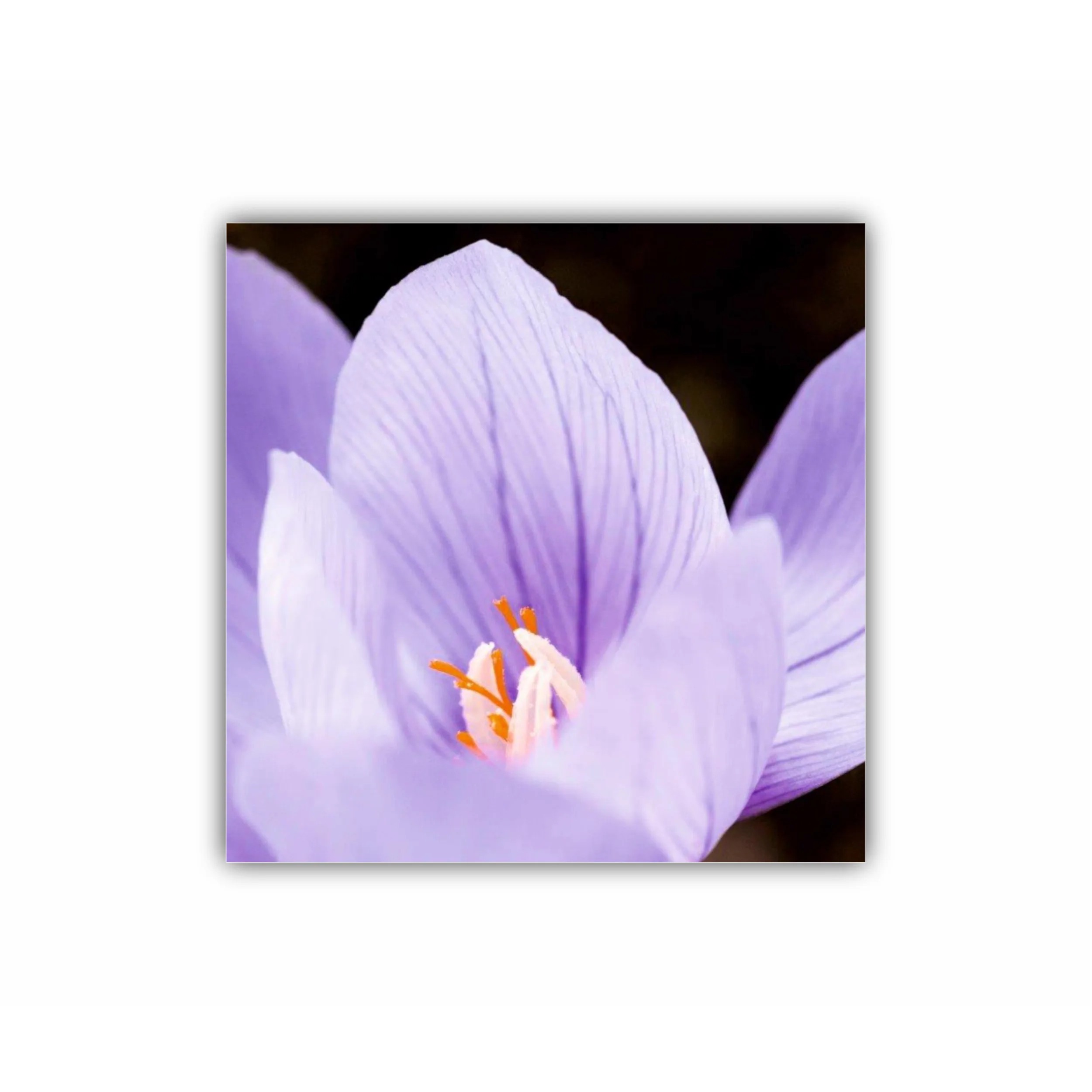 Crocus purpuriu 2