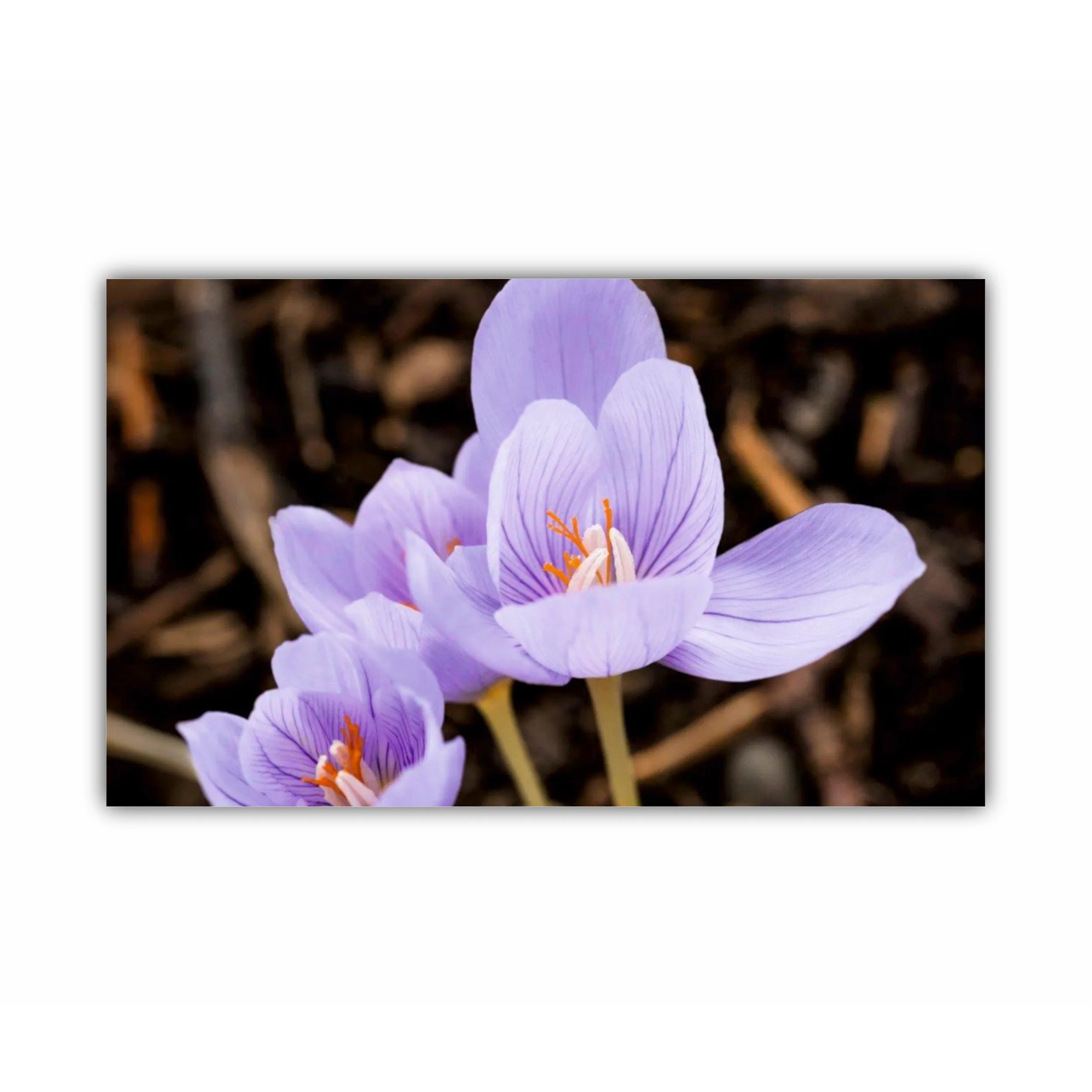 Crocus purpuriu 3