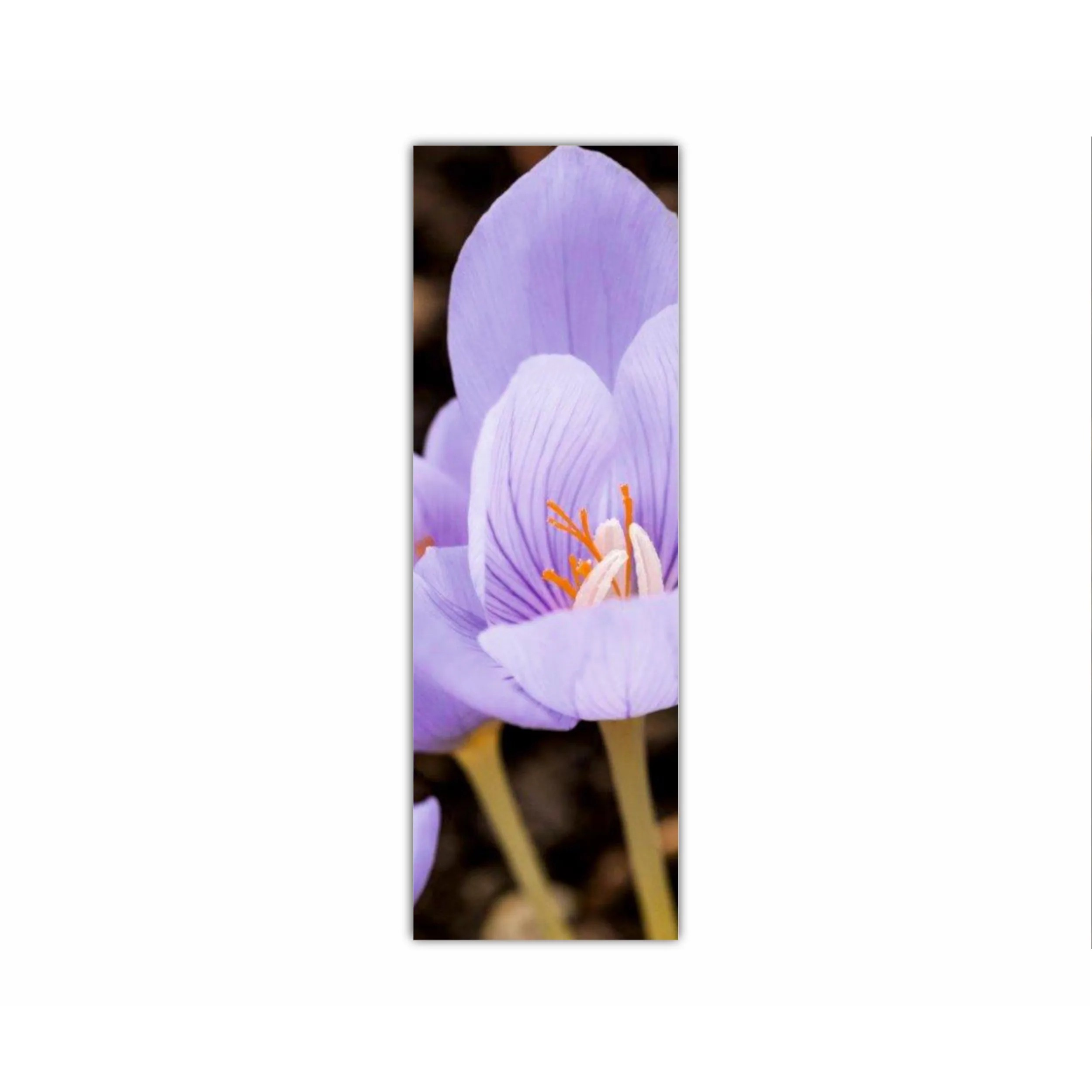 Crocus purpuriu