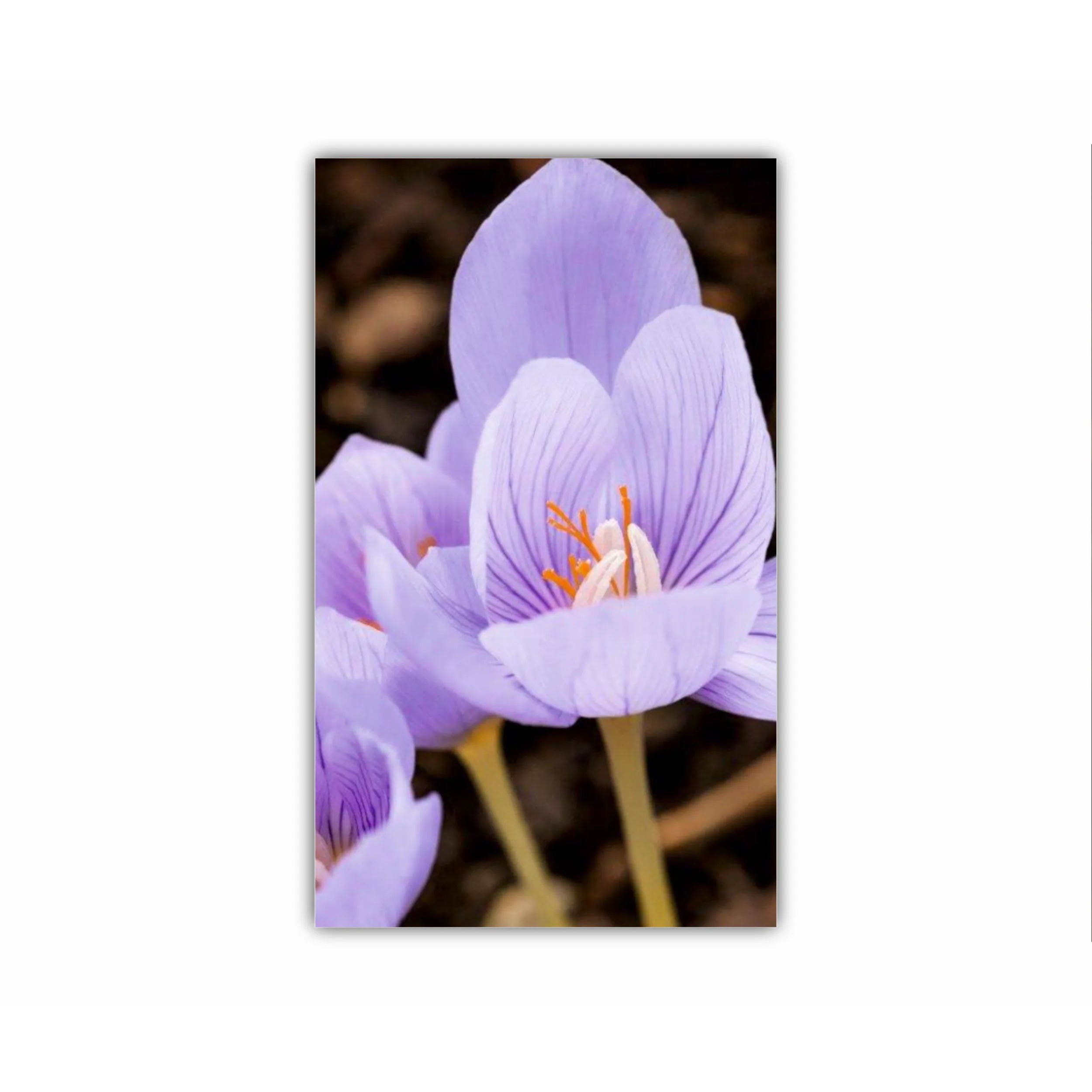 Crocus purpuriu 3