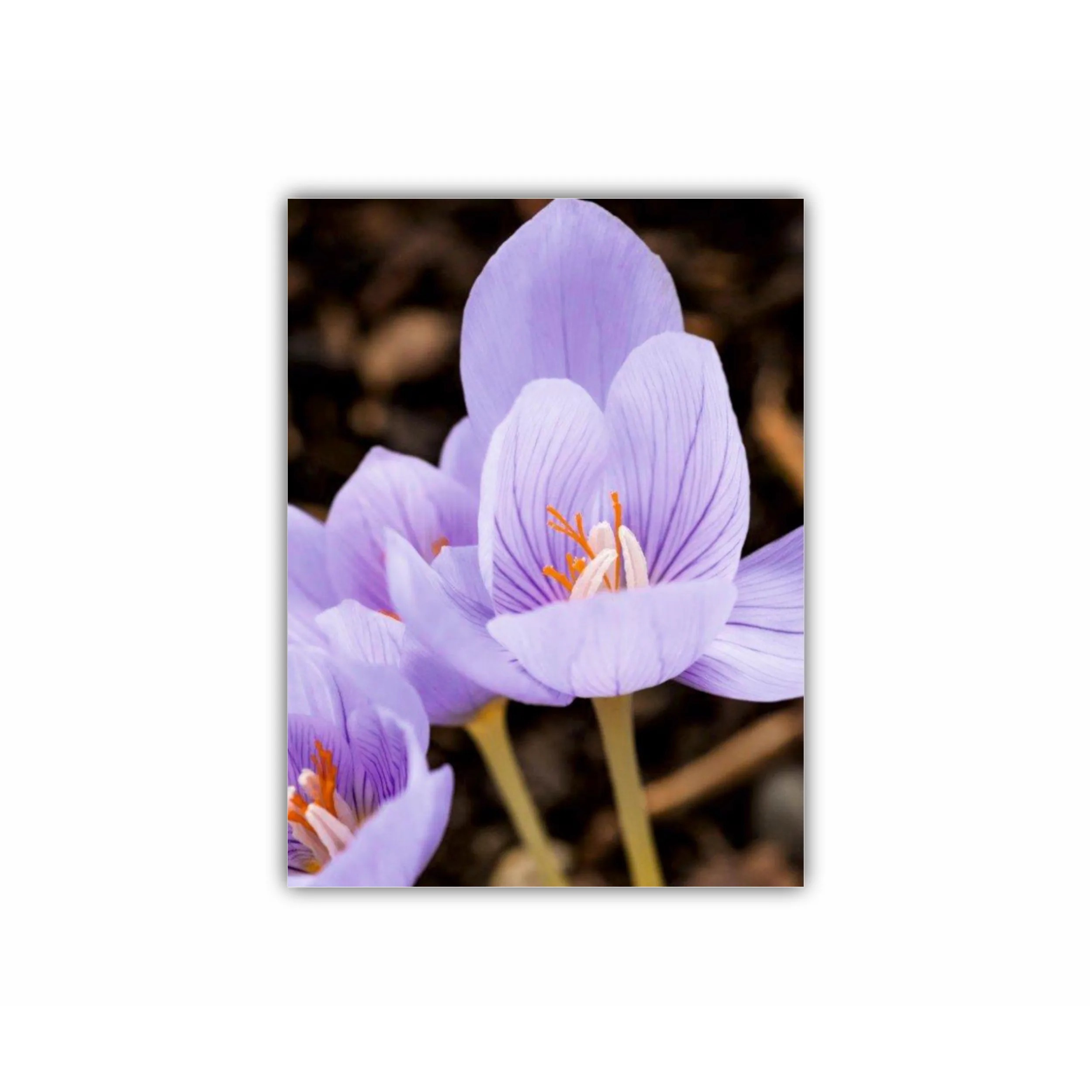 Crocus purpuriu