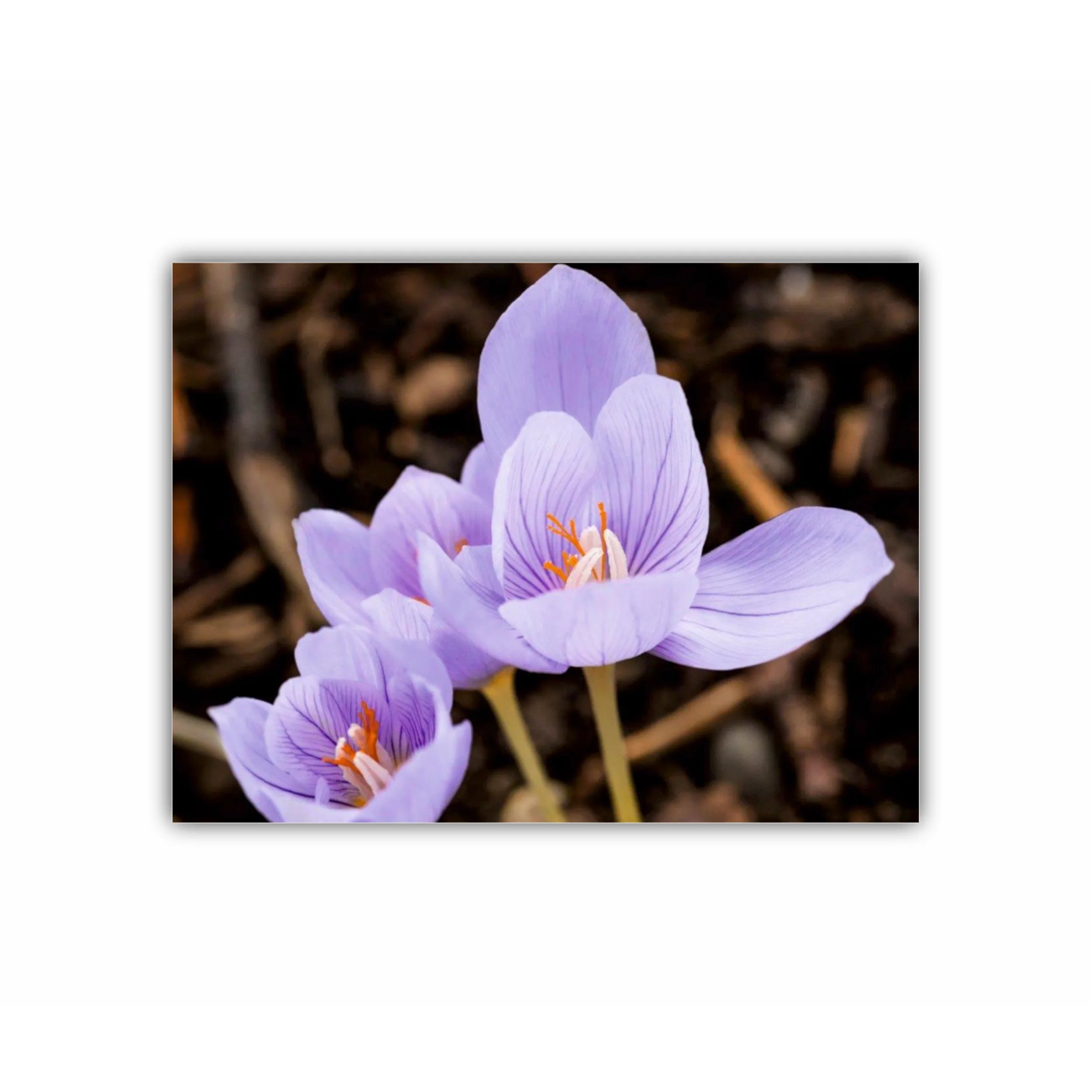 Crocus purpuriu 3