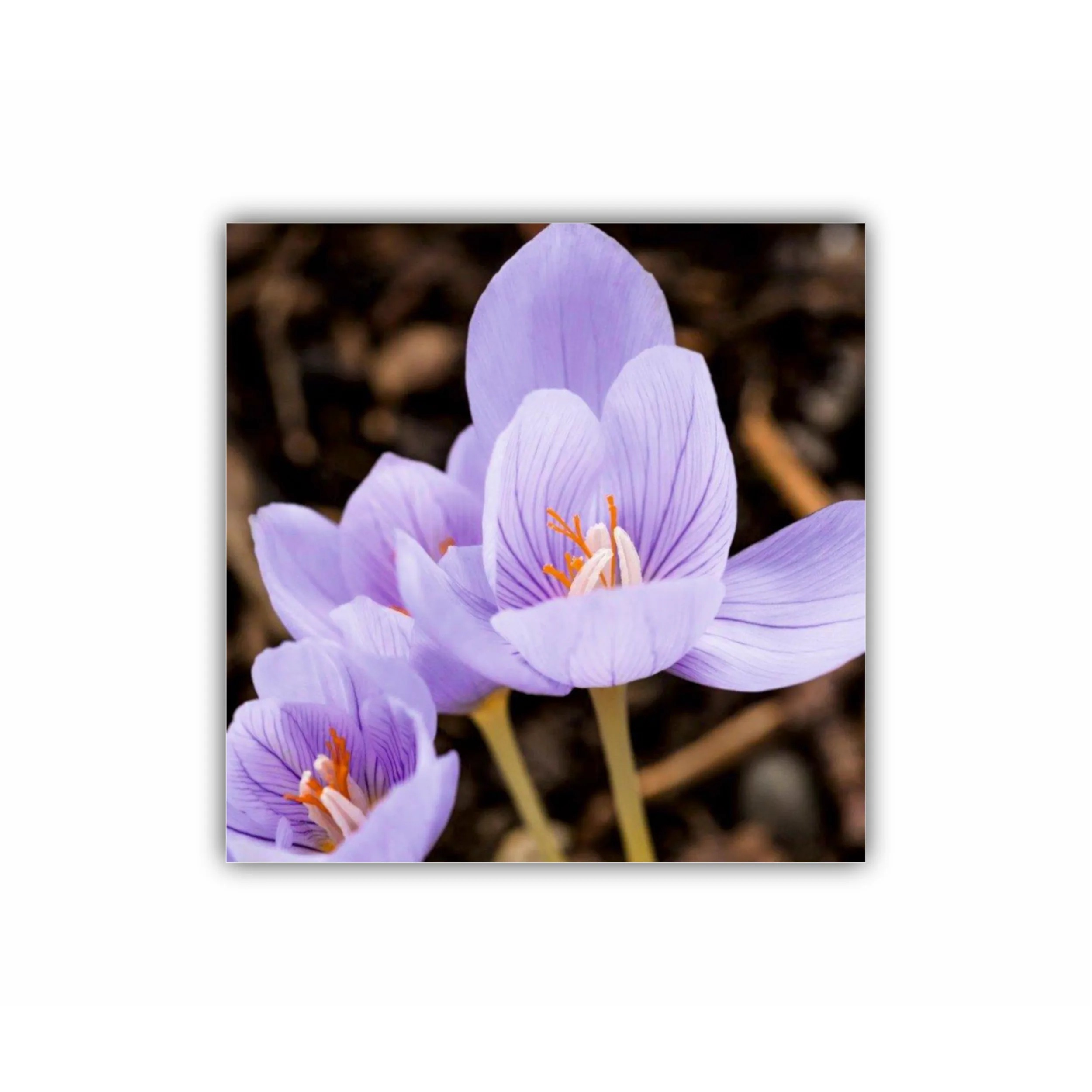 Crocus purpuriu 3