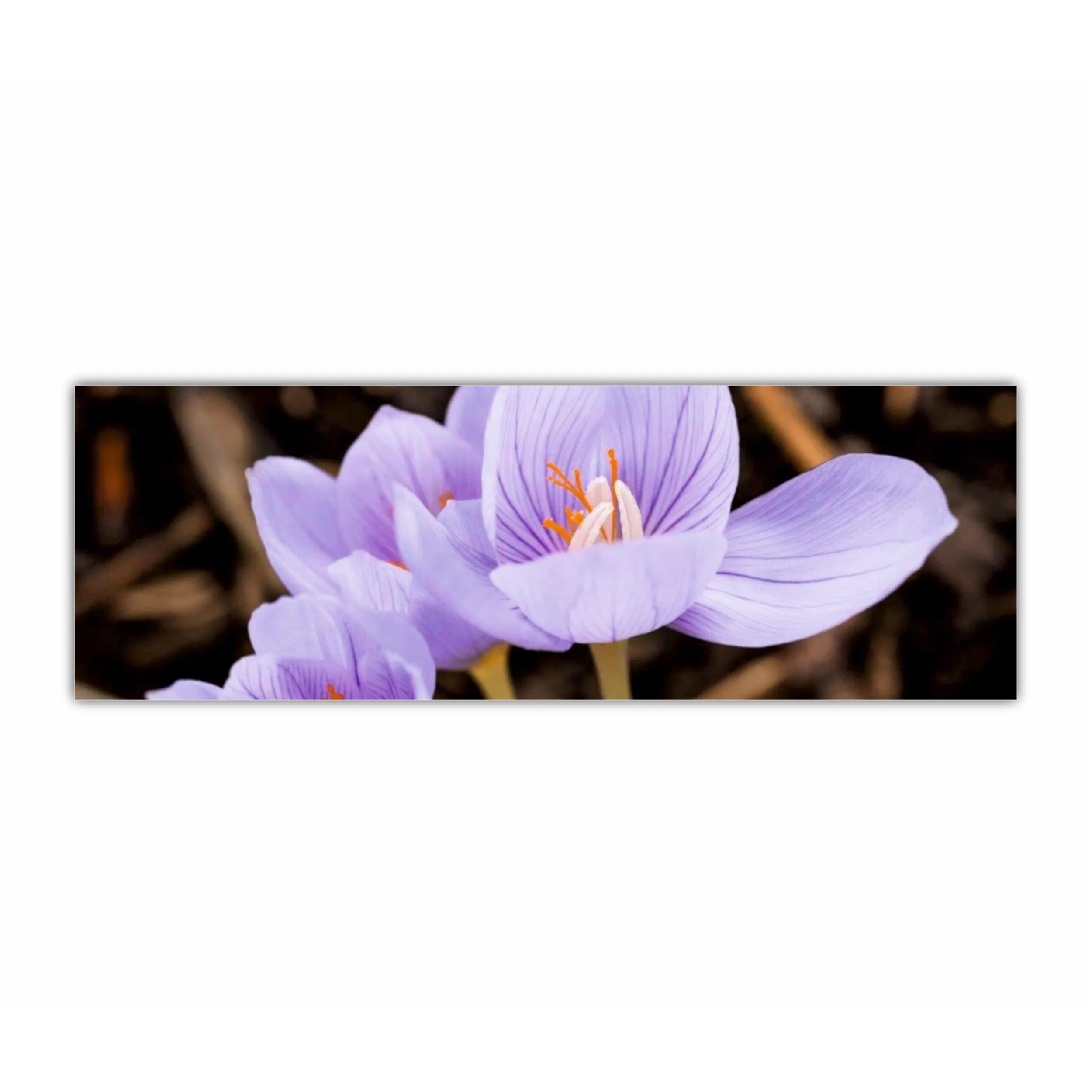 Crocus purpuriu 3