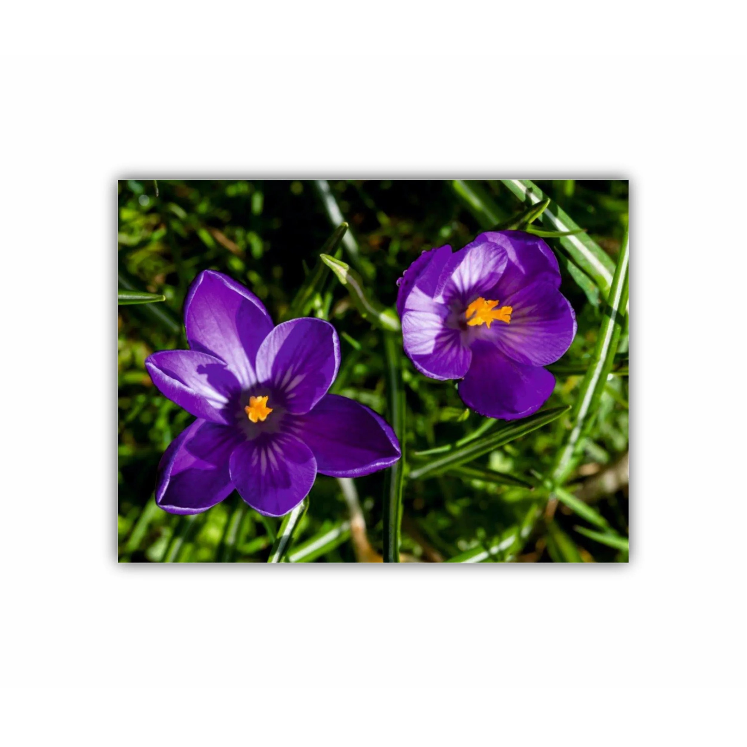 Crocus purpuriu 4