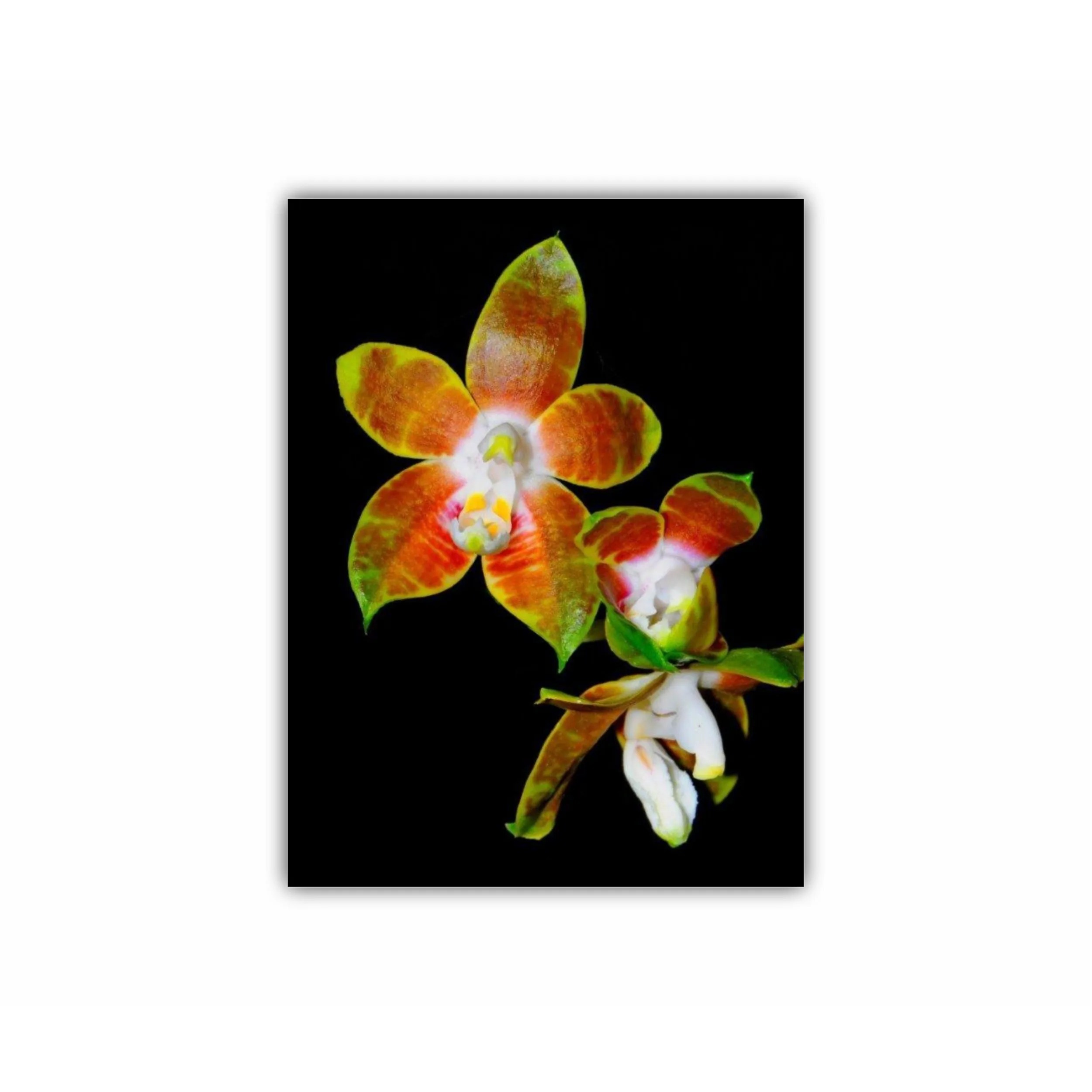 Orhidee Phalaenopsis 1