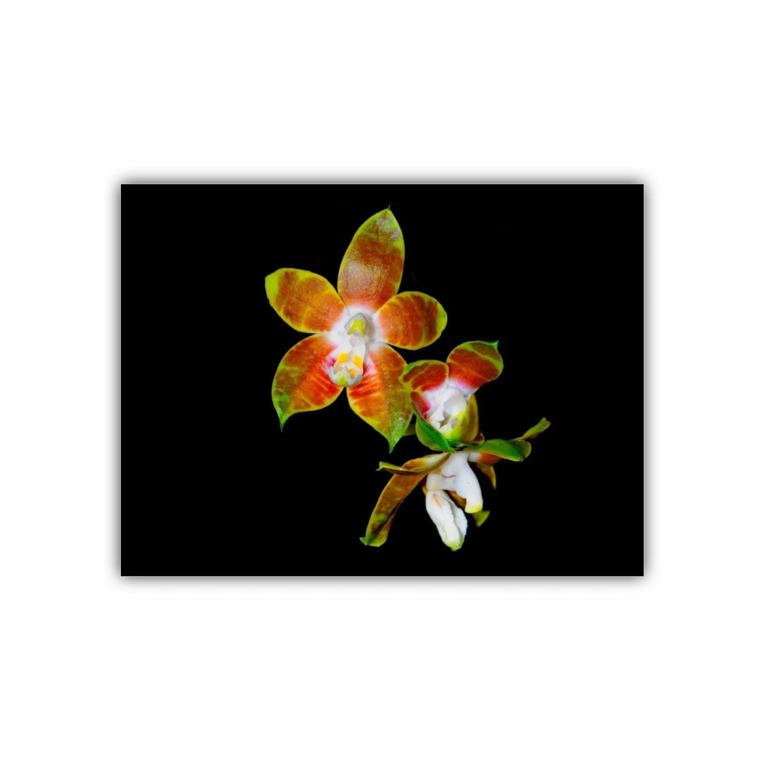 Orhidee Phalaenopsis 1