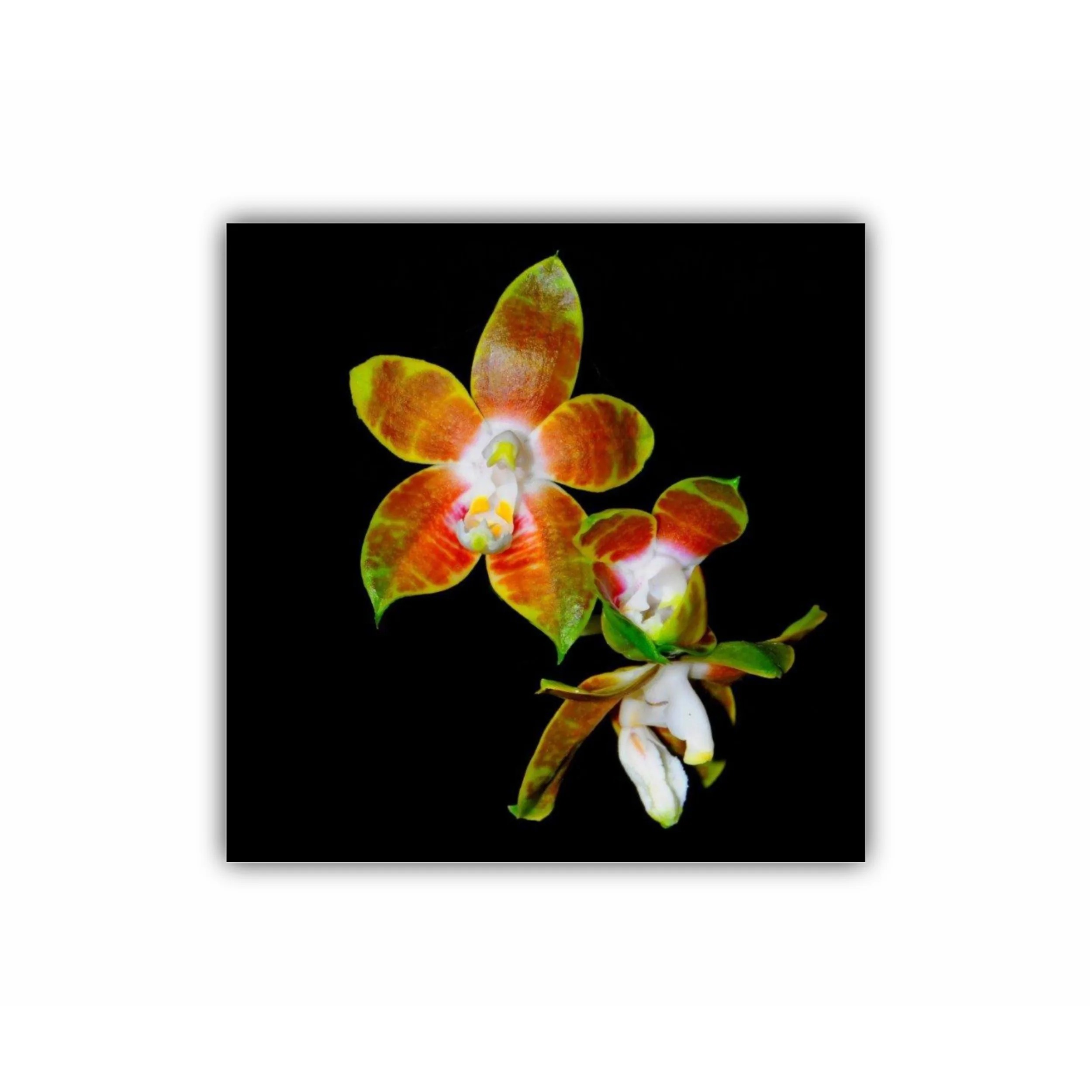 Orhidee Phalaenopsis 1