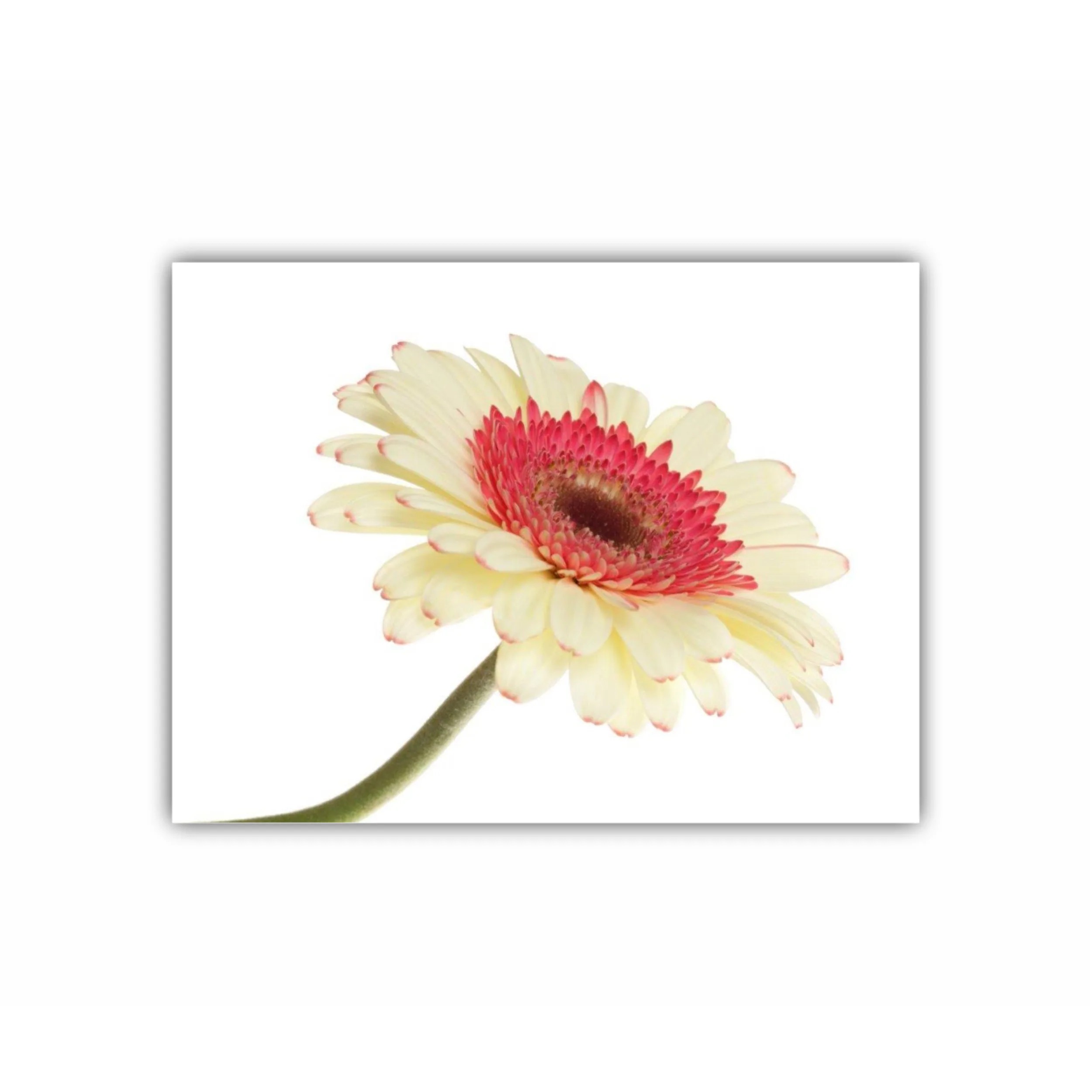 Floare de gerbera