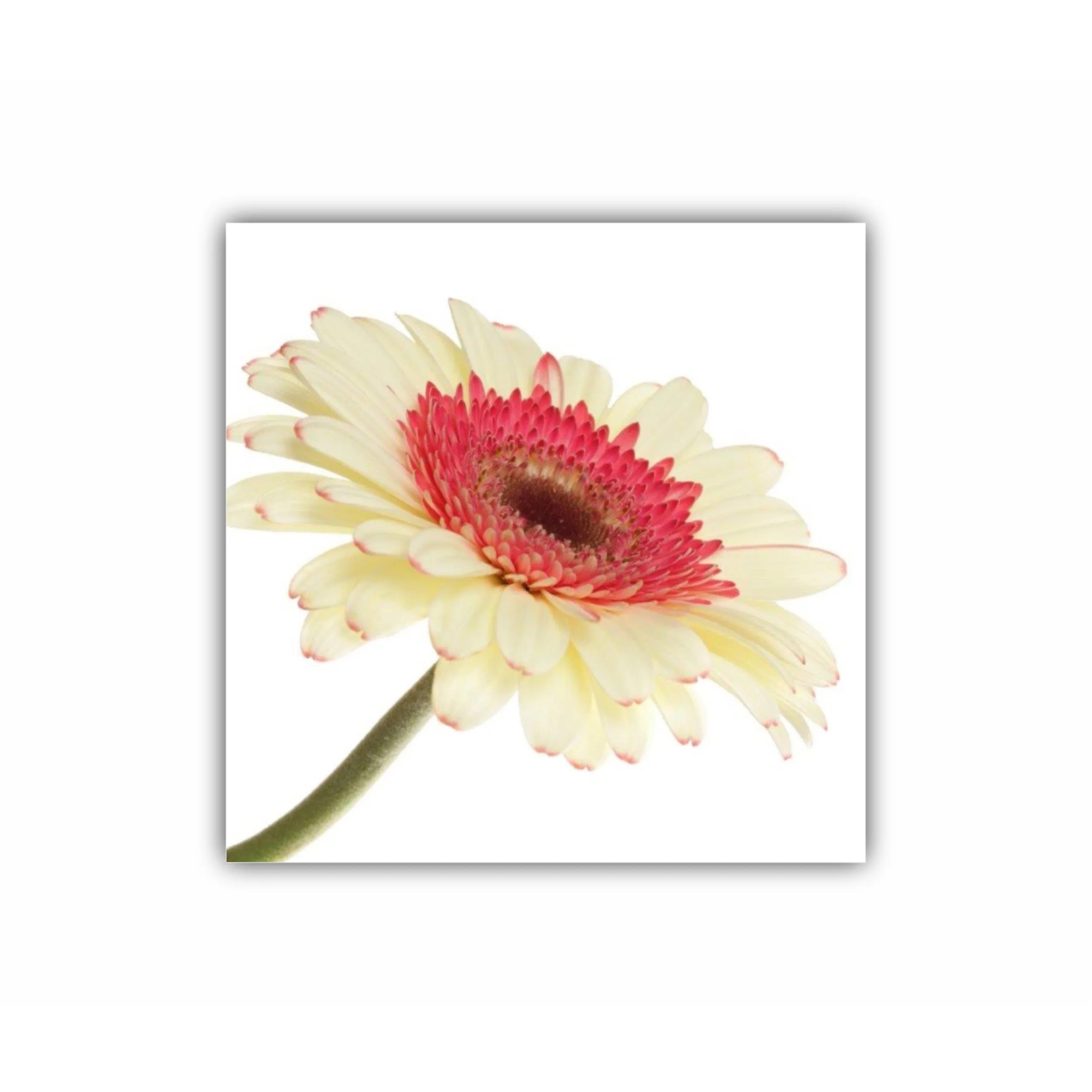 Floare de gerbera