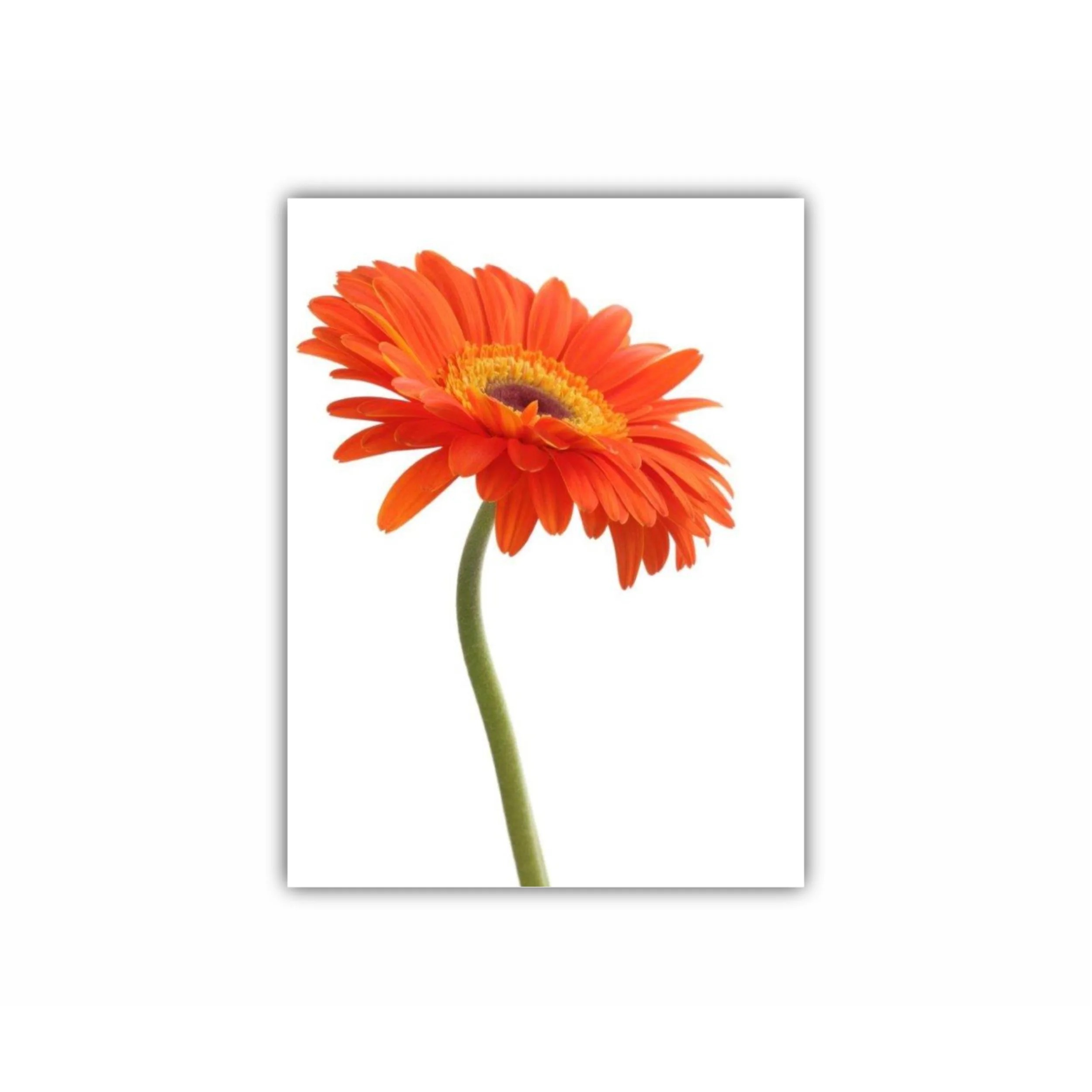 Floare de gerbera