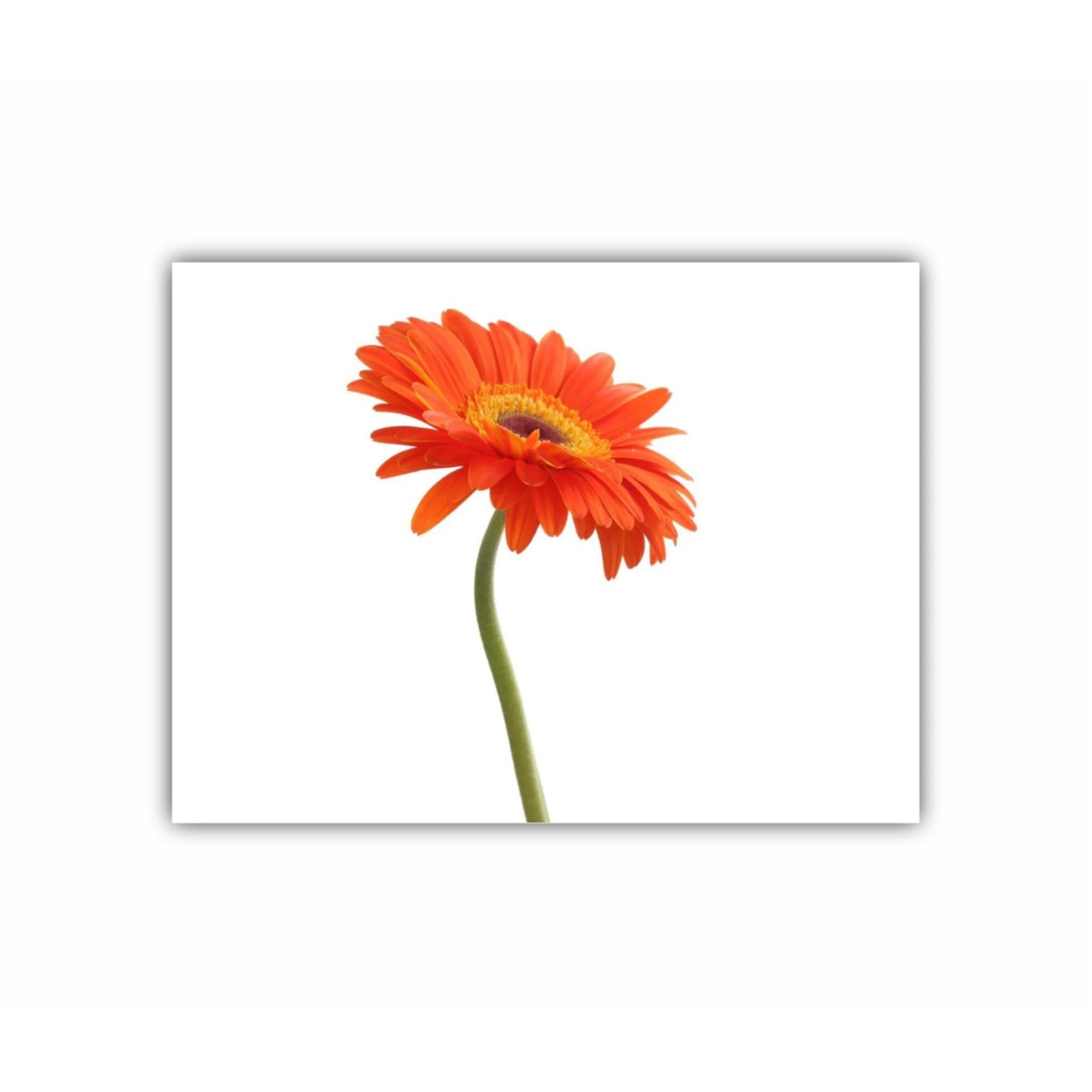 Floare de gerbera