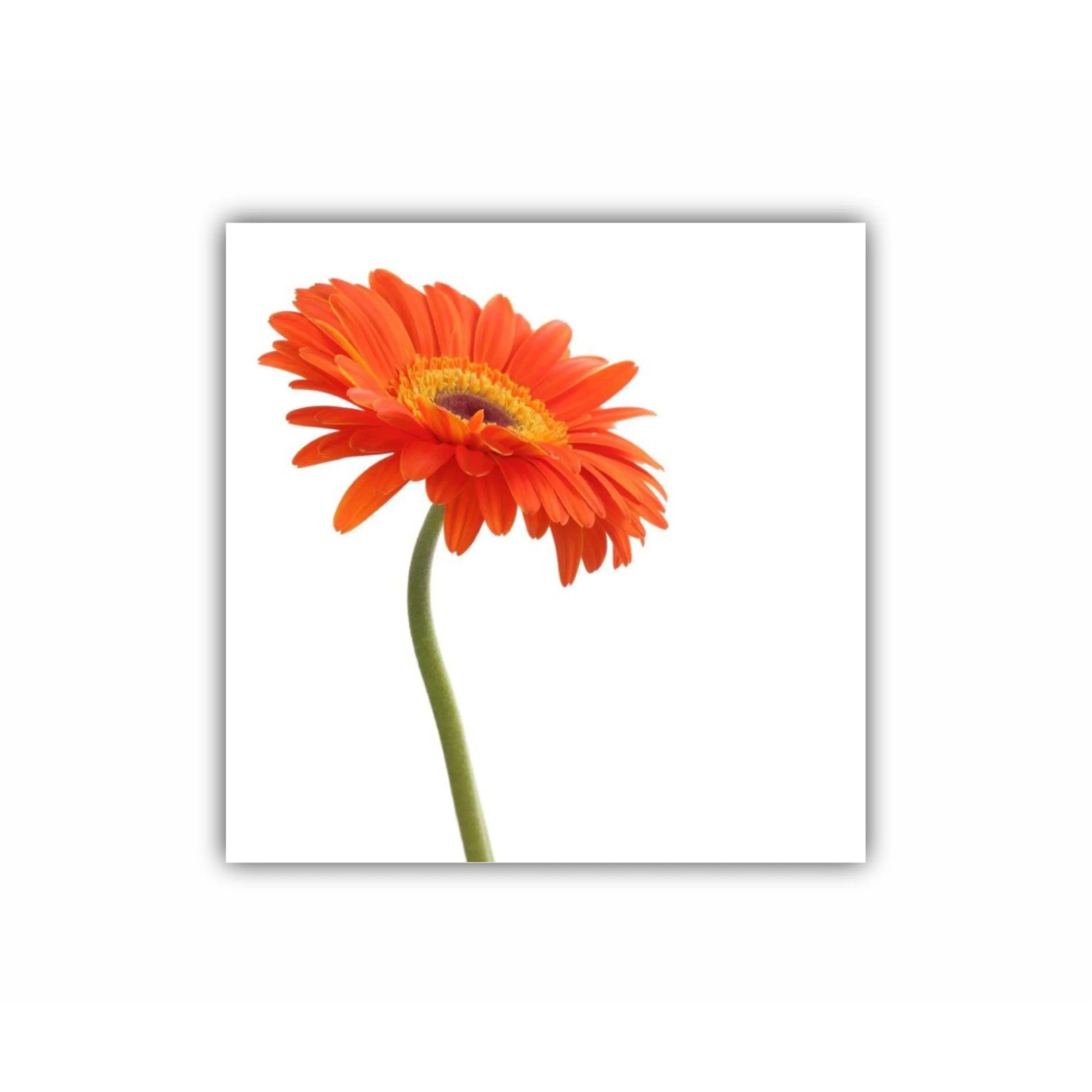 Floare de gerbera