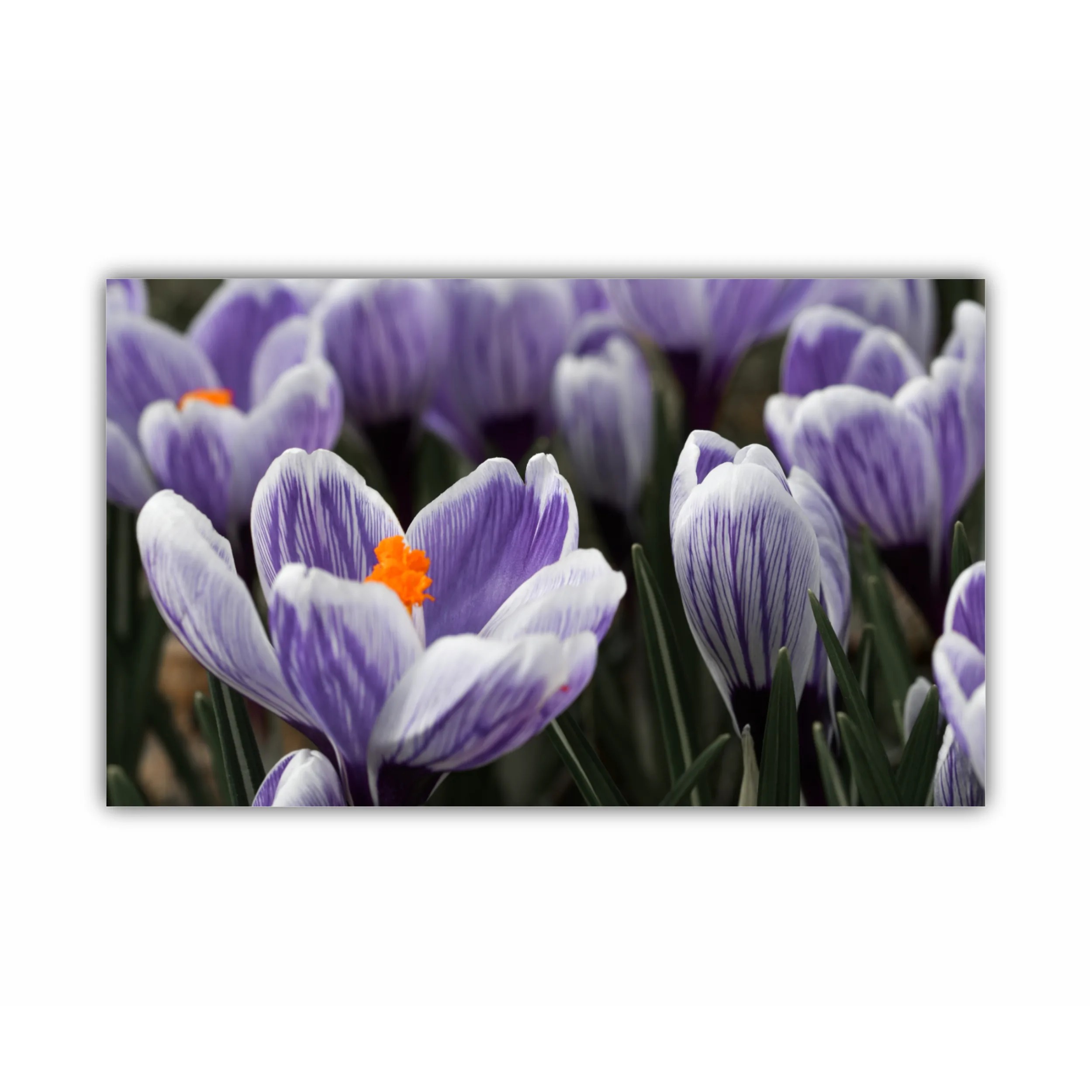 Crocus