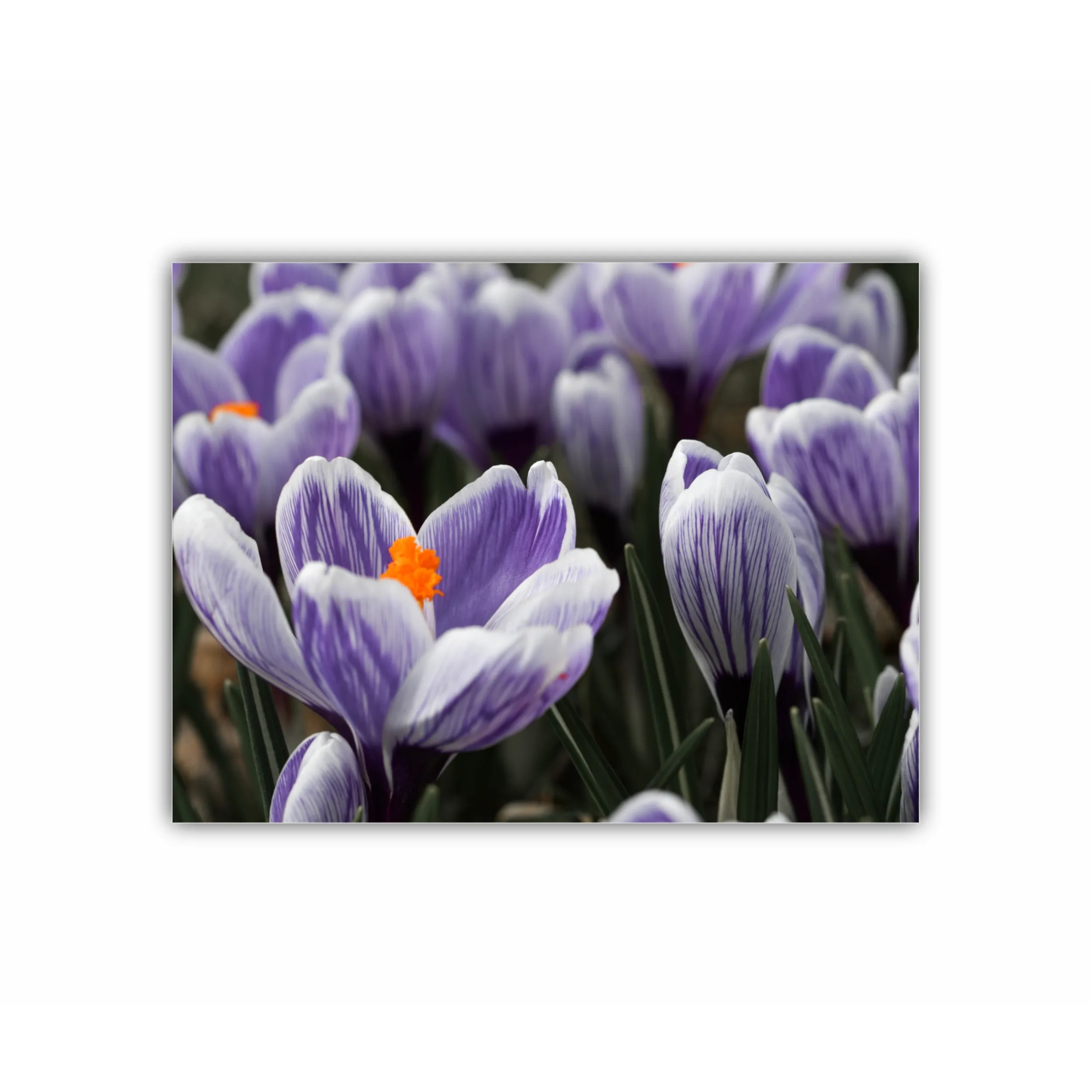 Crocus