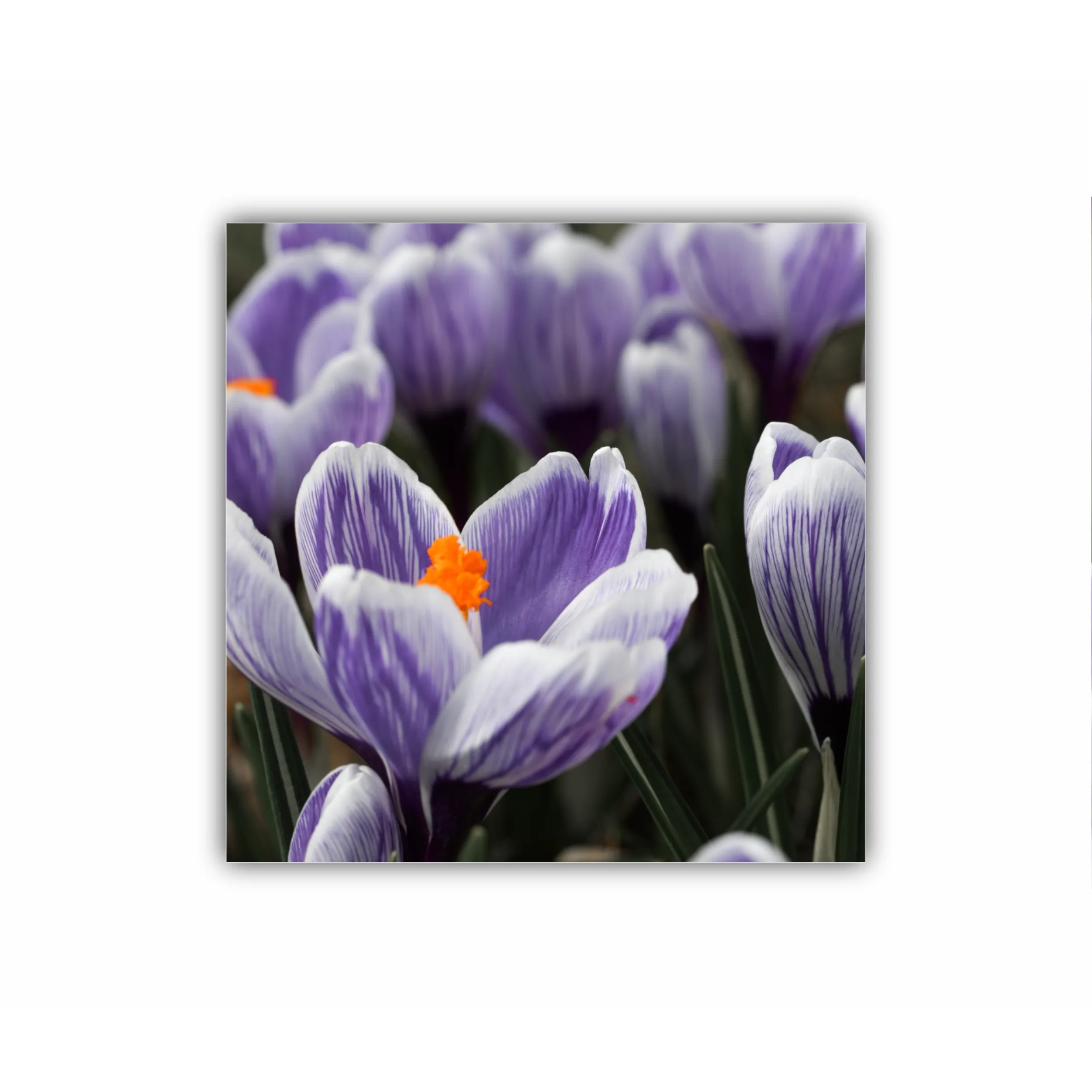 Crocus