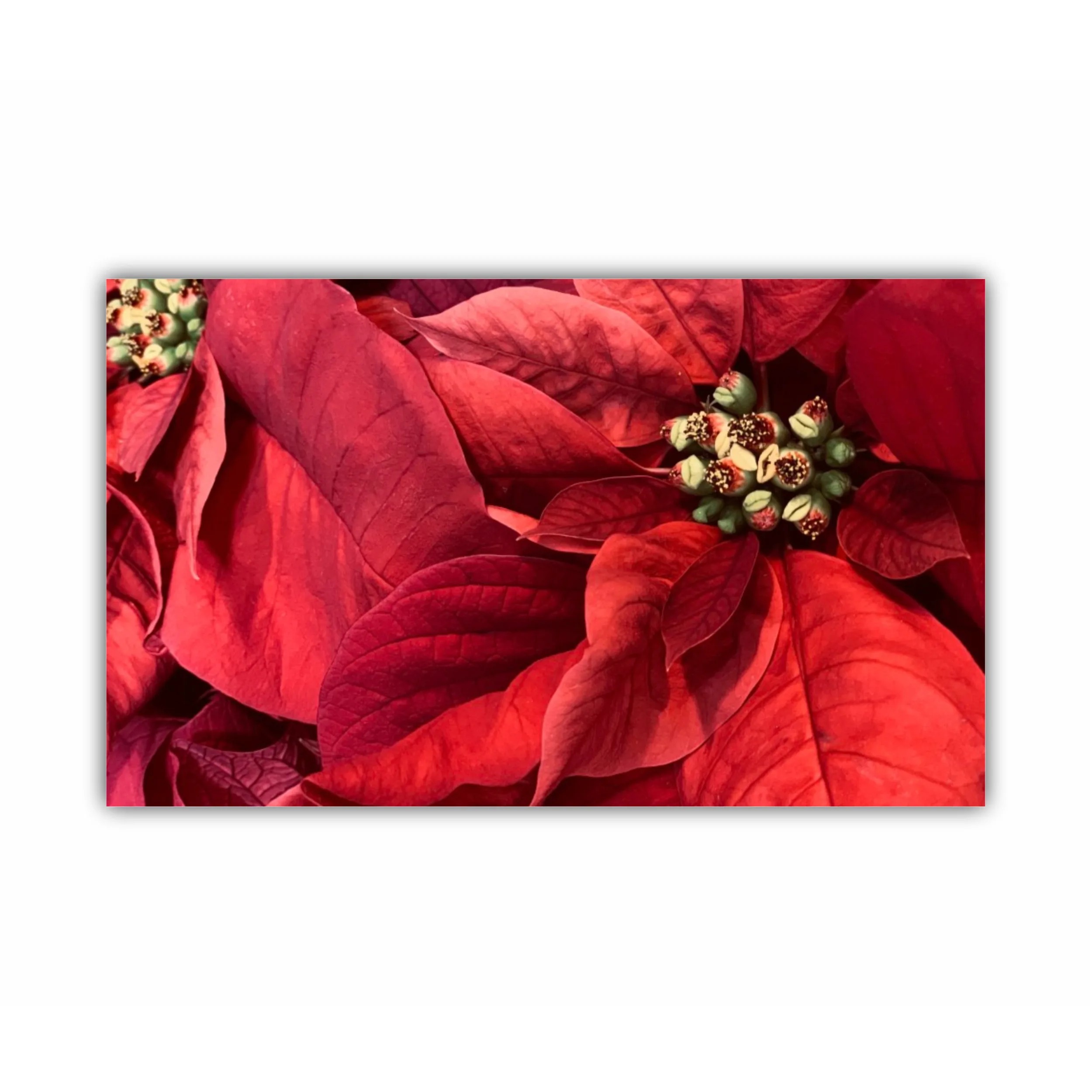 Poinsettia - Craciun Fericit - Flori rosii