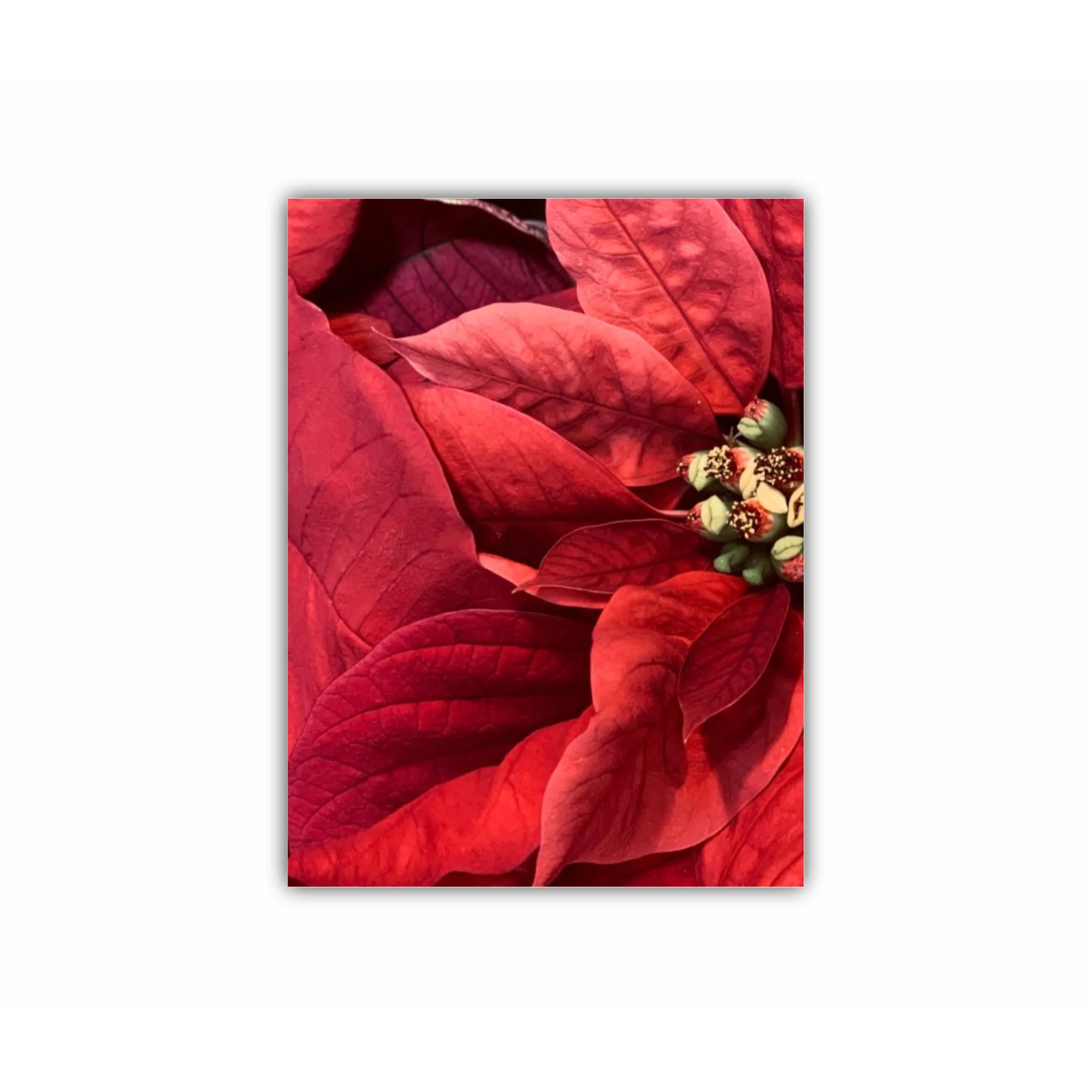 Poinsettia - Craciun Fericit - Flori rosii