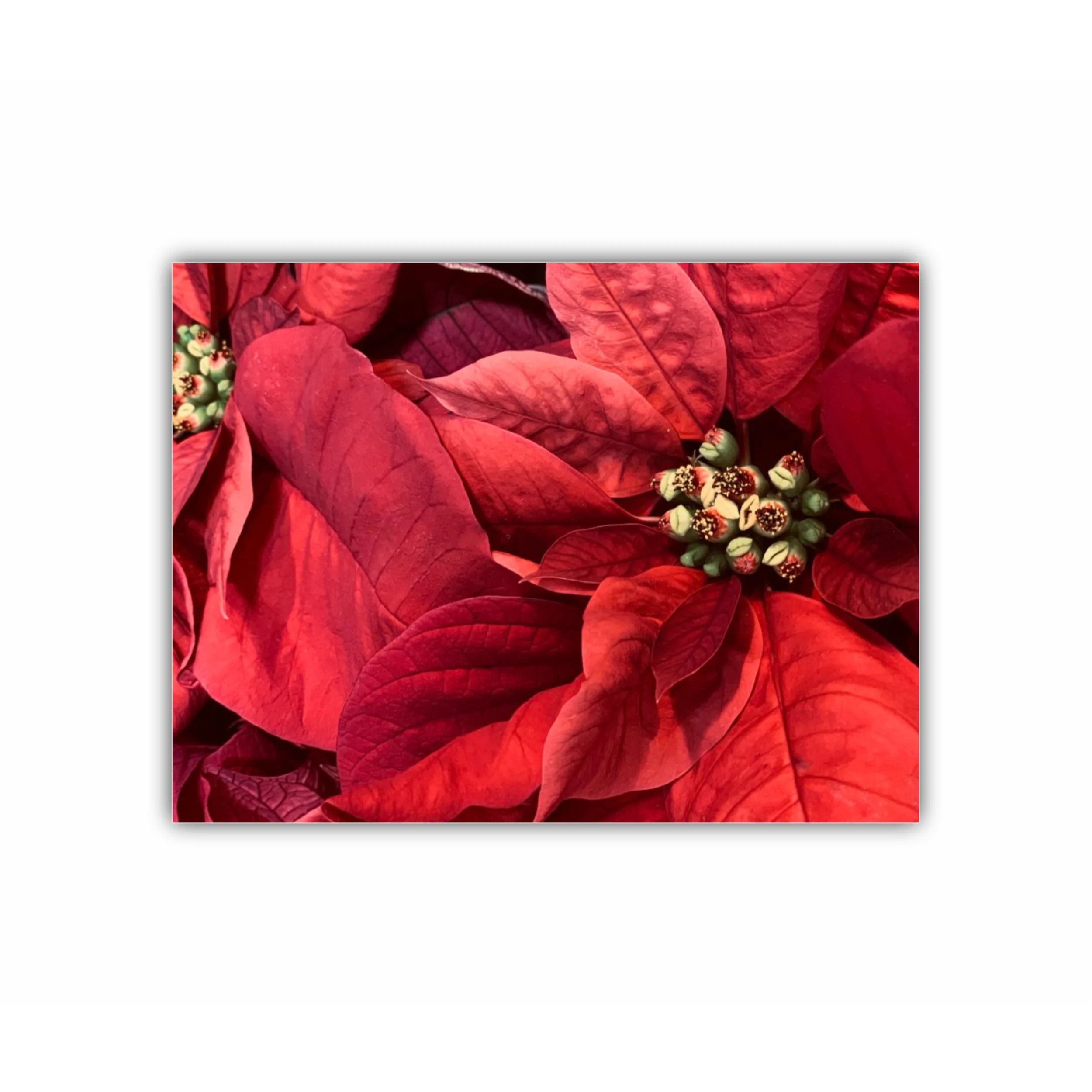 Poinsettia - Craciun Fericit - Flori rosii