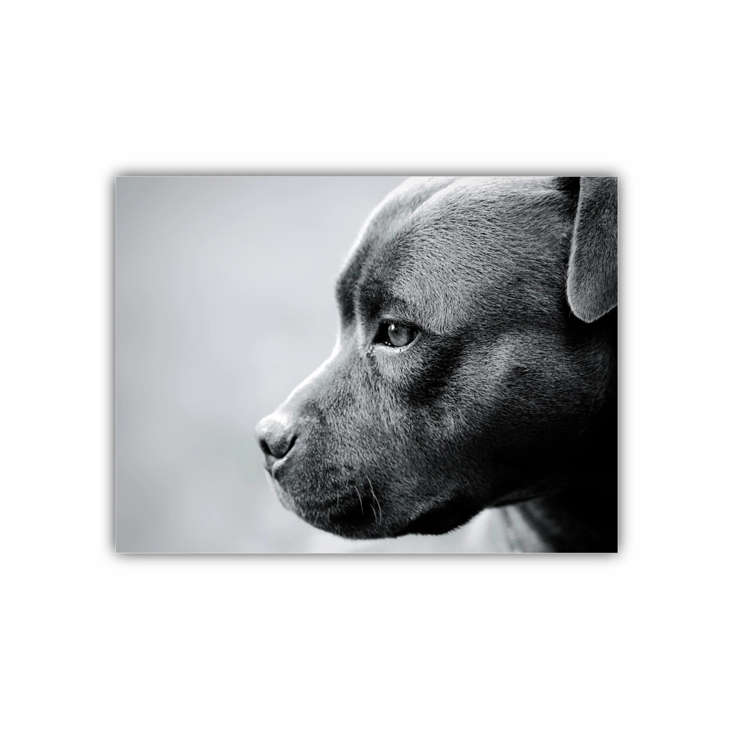 Frumos staffordshire bull-terrier 