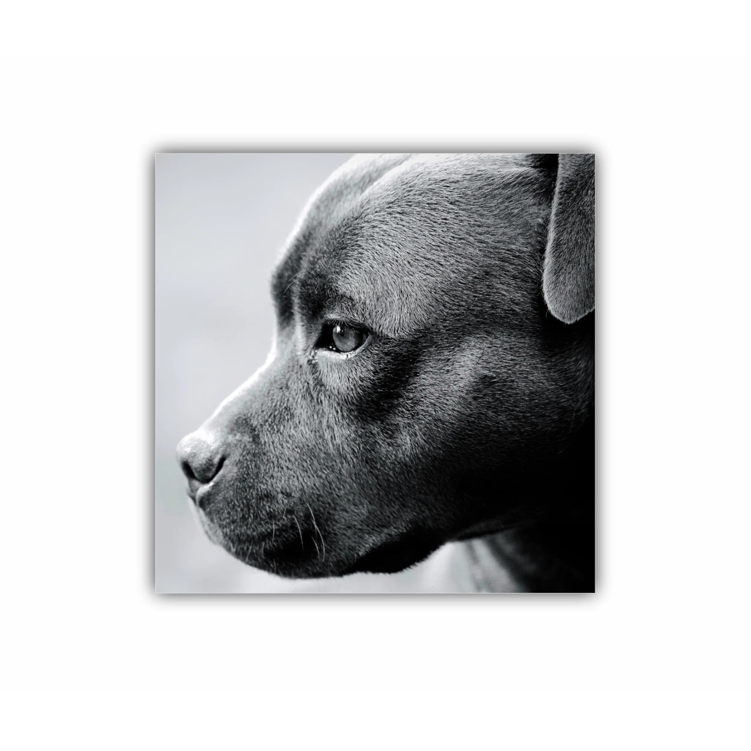 Frumos staffordshire bull-terrier 