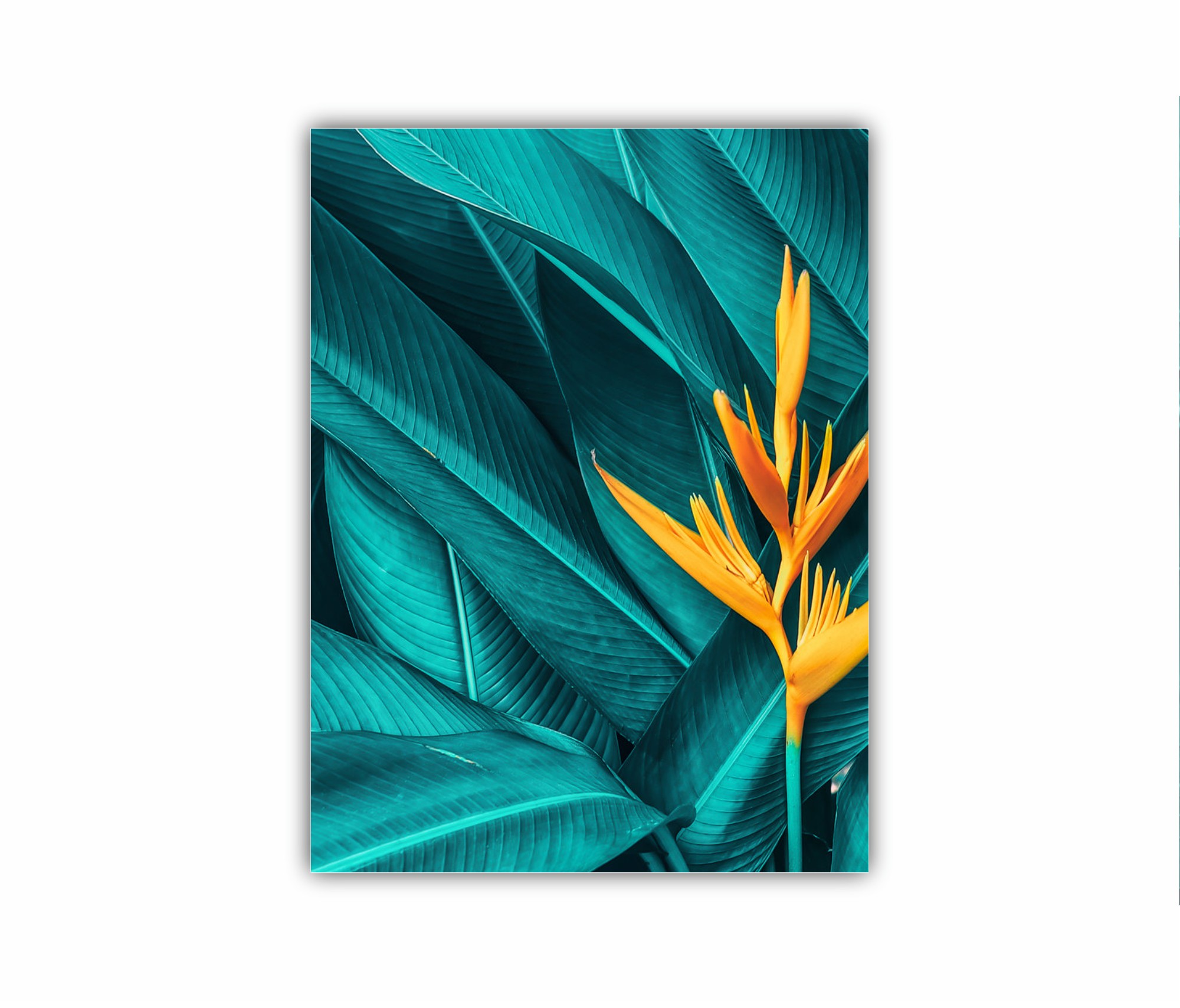 colorful flower on dark tropical foliage nature background 