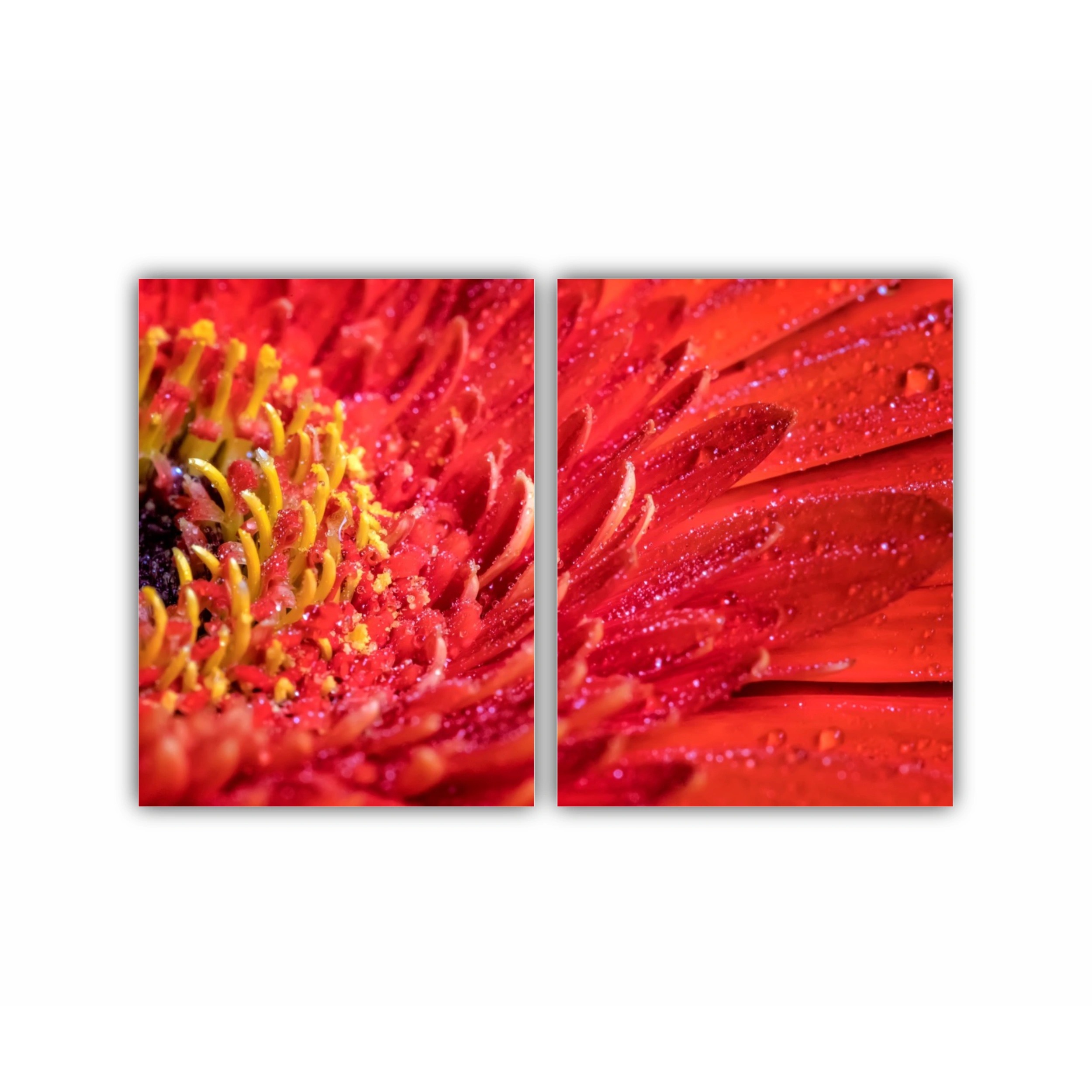 O vedere apropiată a unei frumoase flori de gerbera roșie cu picături de apă. Fundalul naturii  |  A close view of a beautiful red gerbera flower with water drops. Nature background