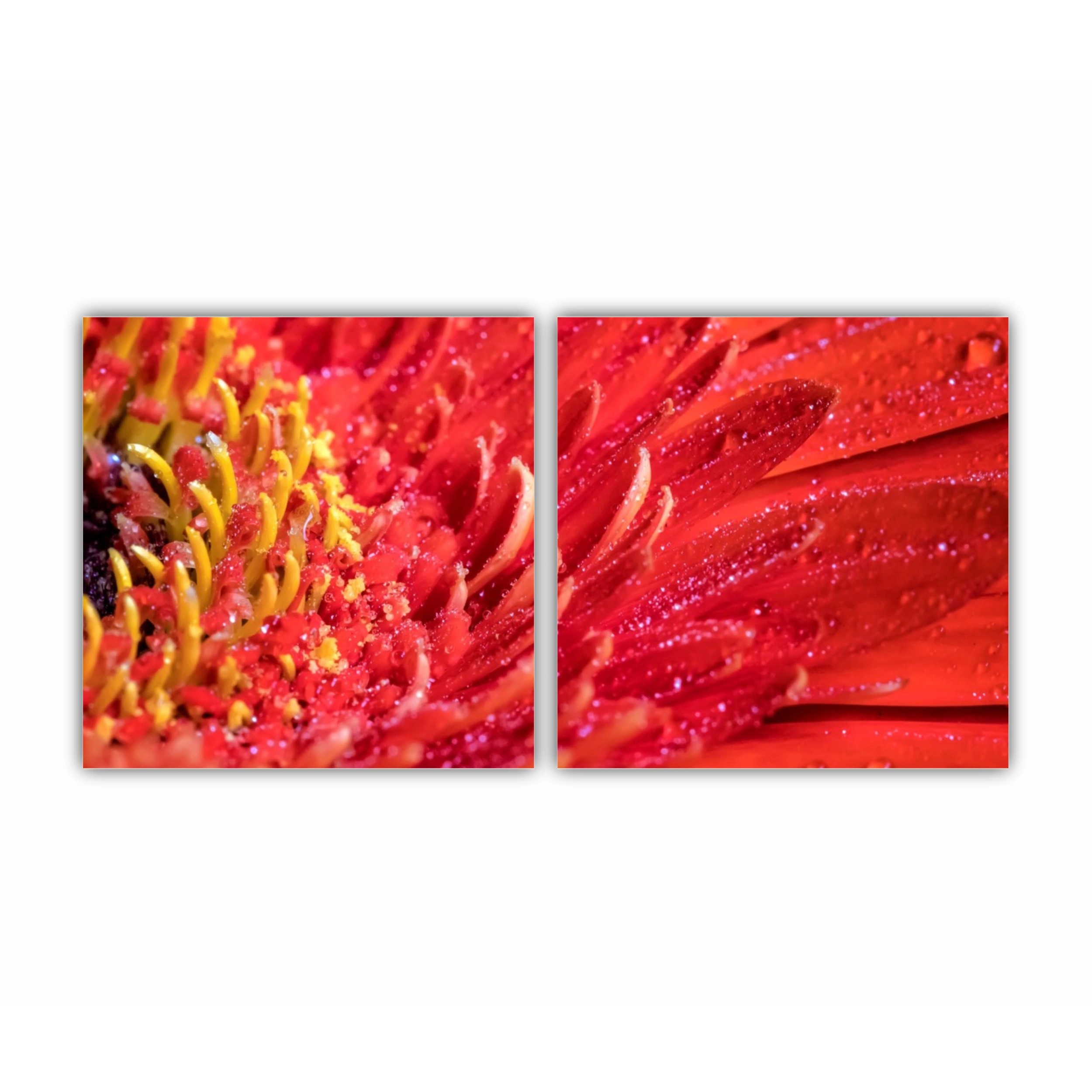 Floare de gerbera | Red gerbera flower