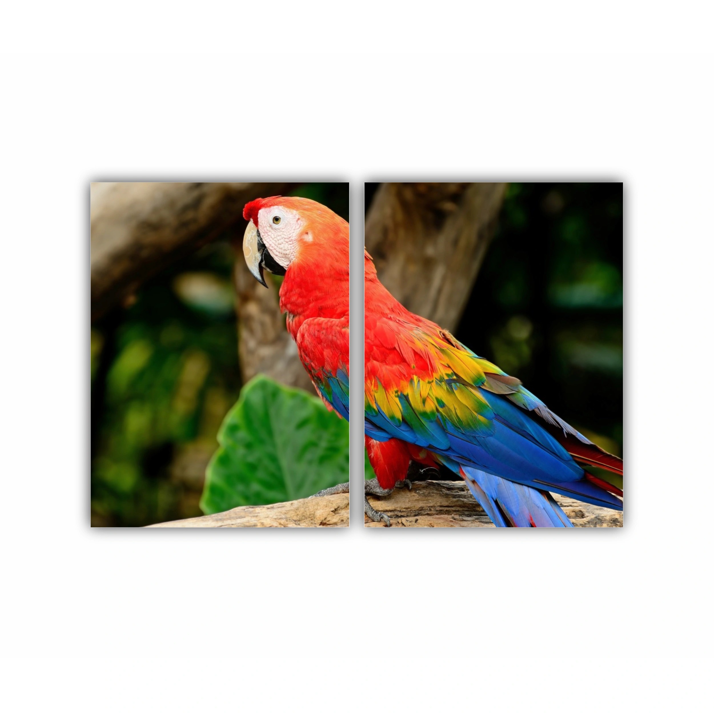 Macao stacojiu | Scarlet Macaw