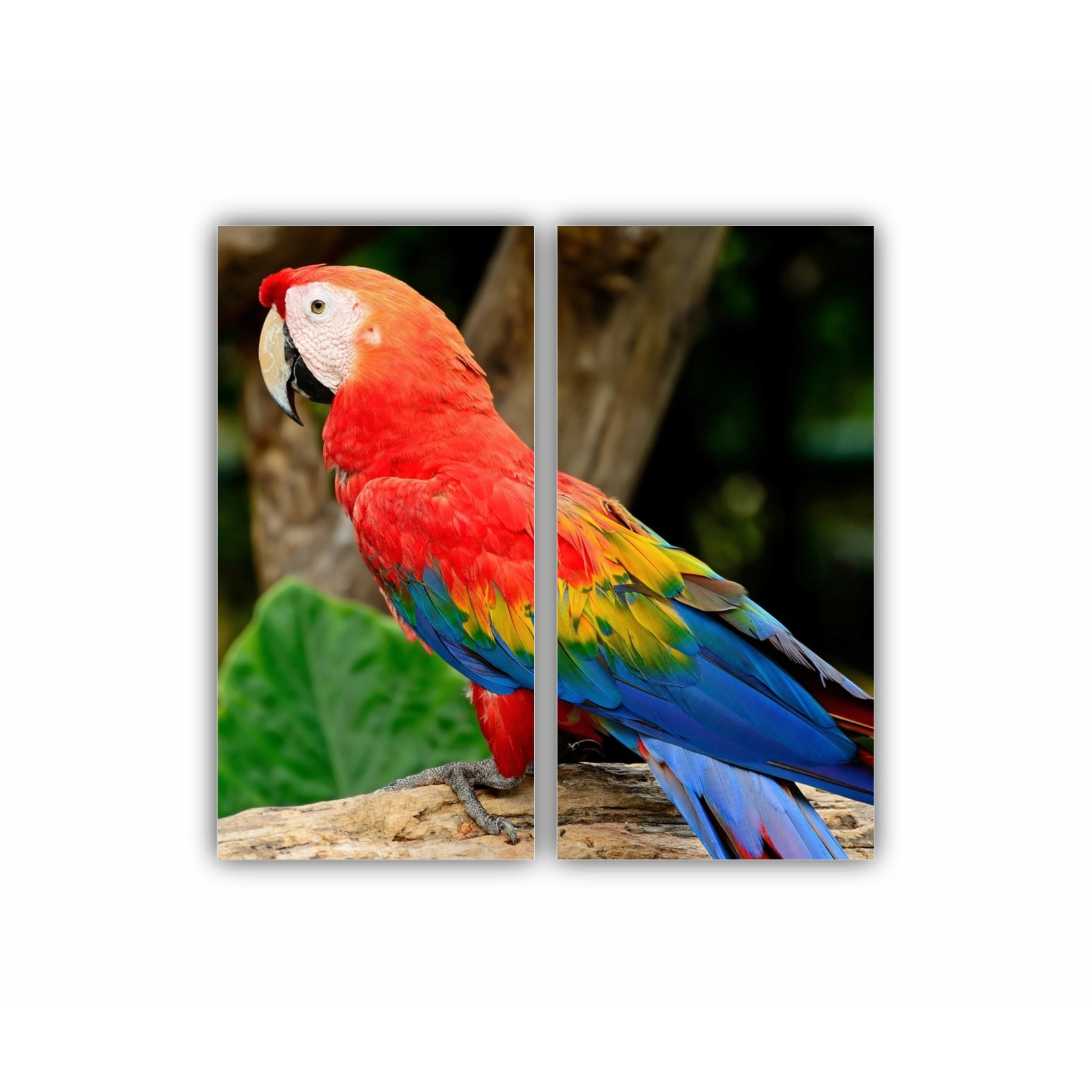 Macao stacojiu | Scarlet Macaw