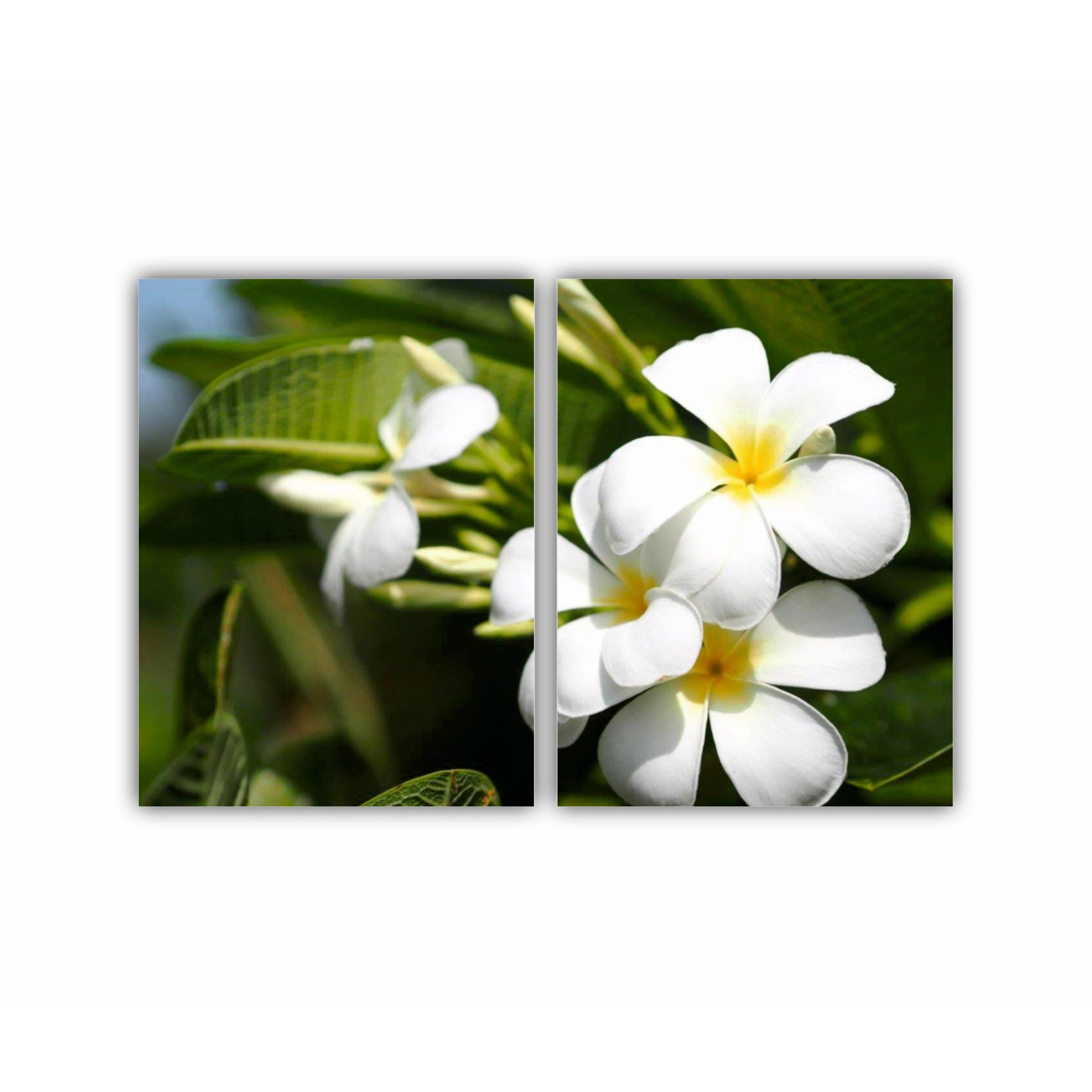 Plumeria 1