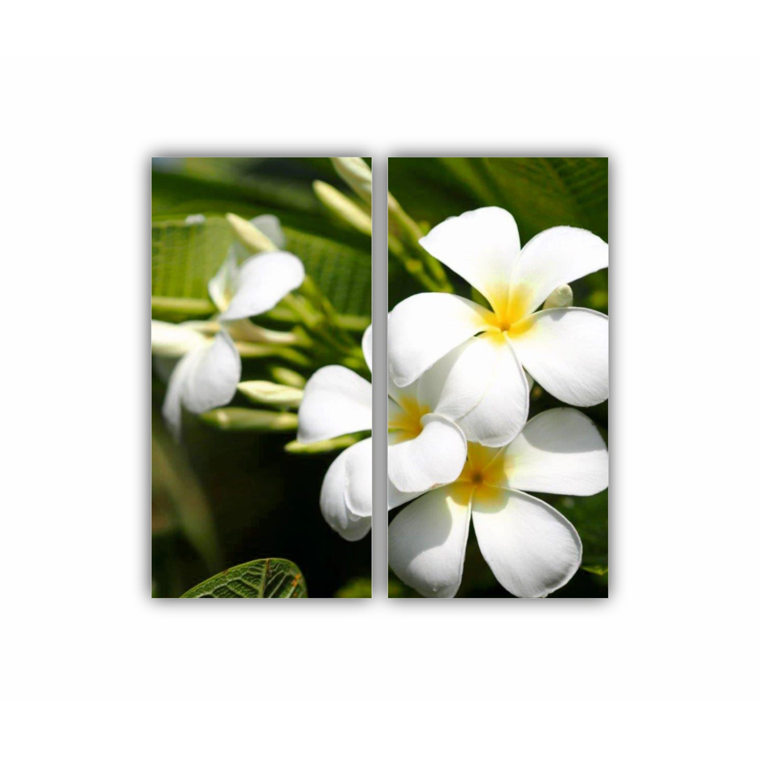 Plumeria 1