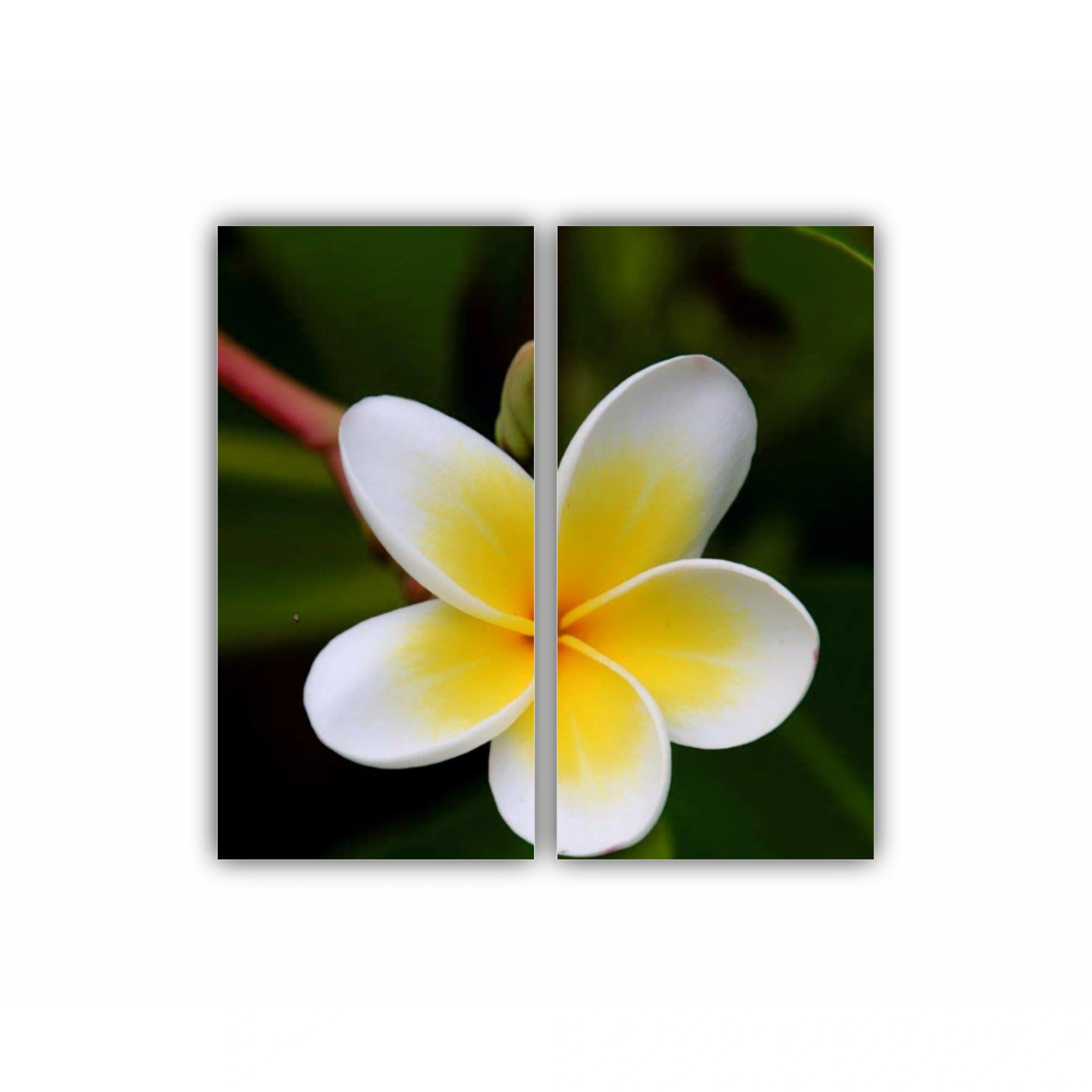 Plumeria 5