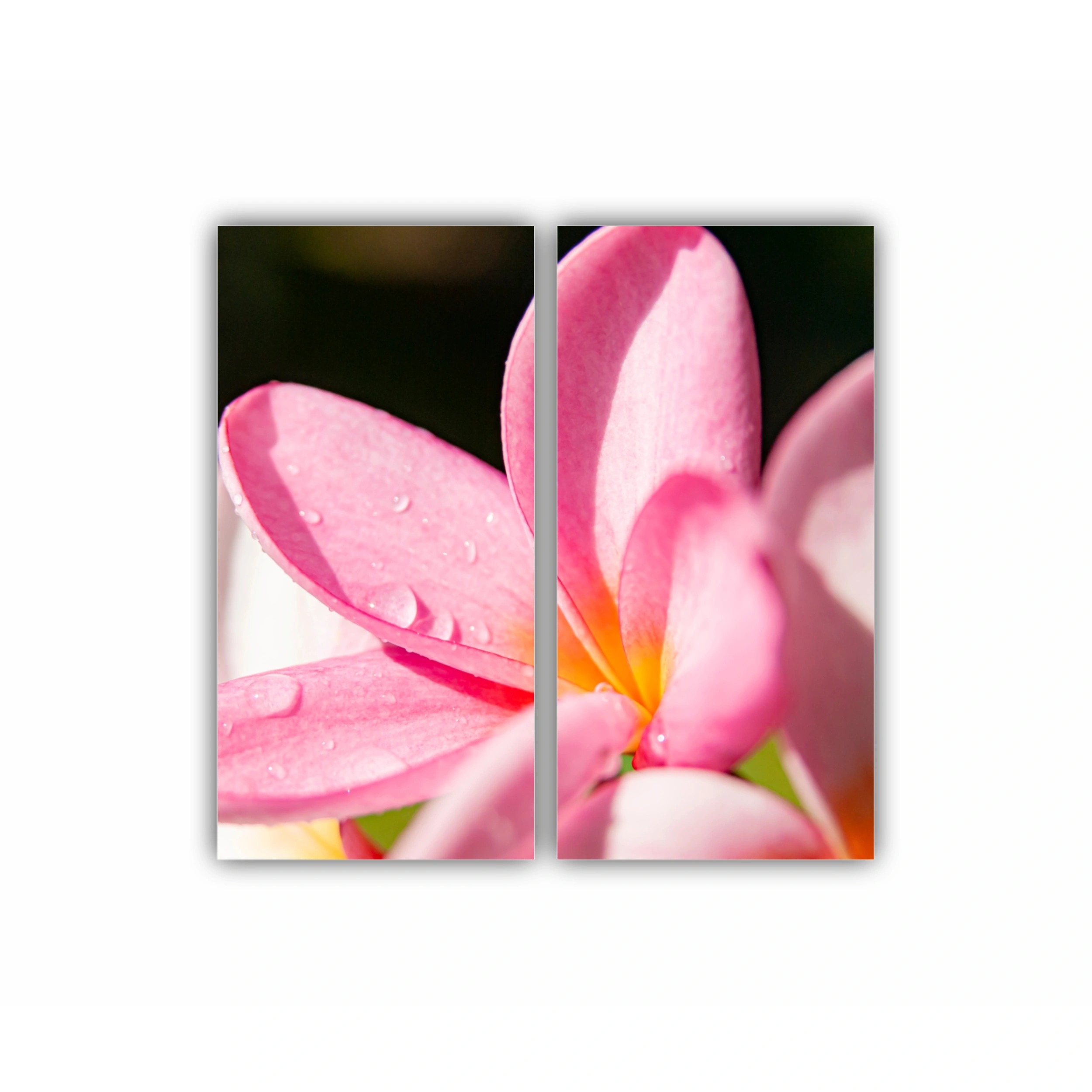 Plumeria 10