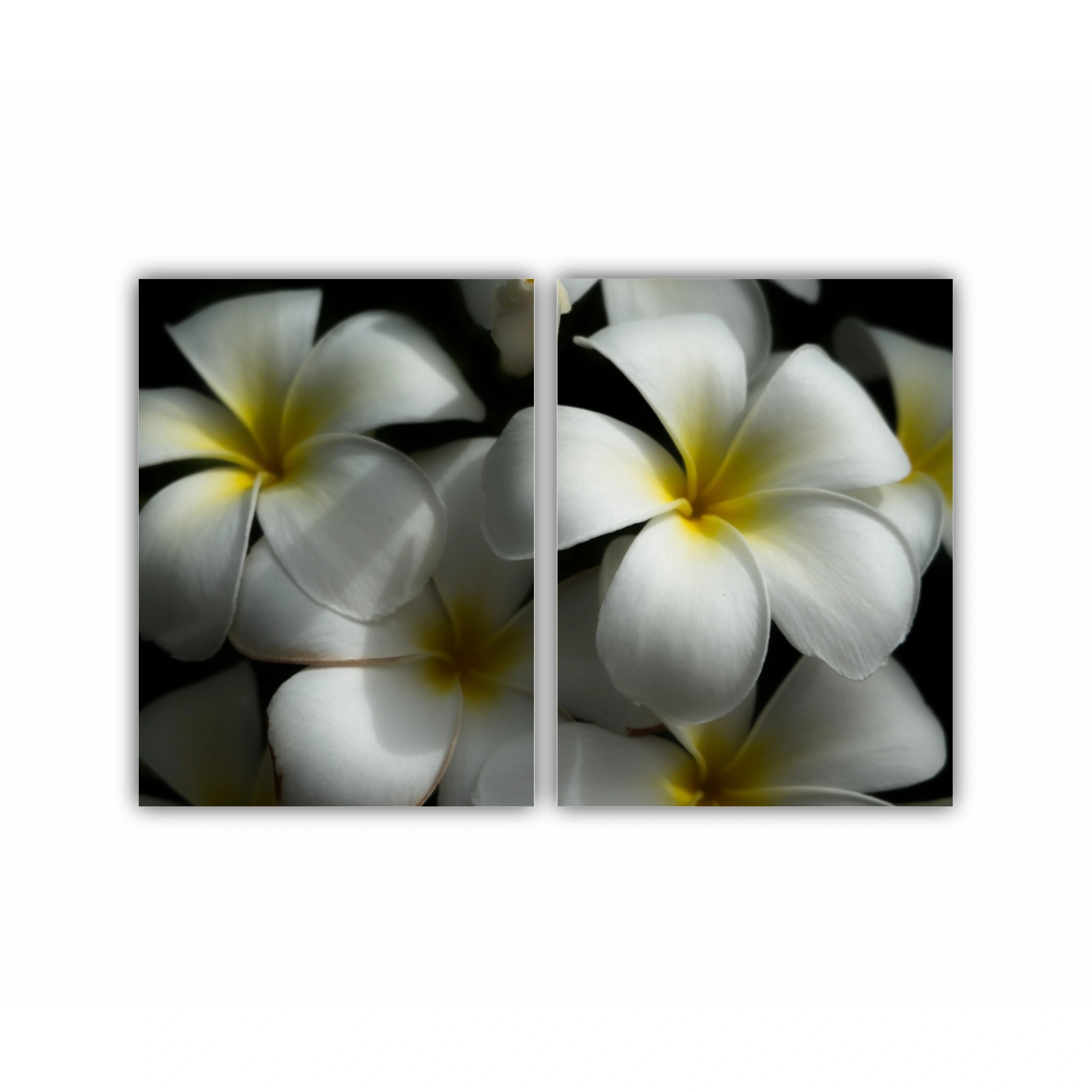 Plumeria 11