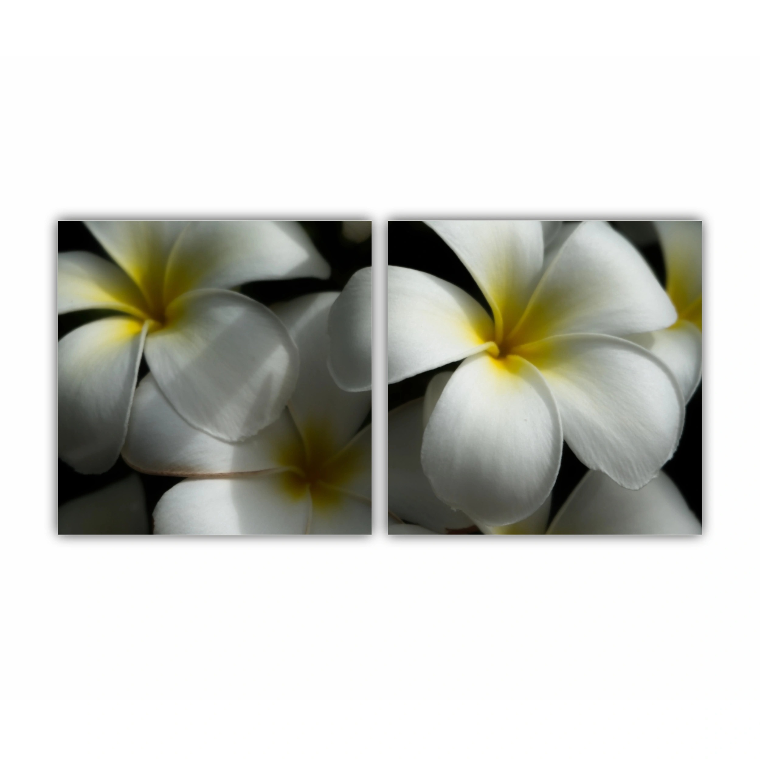 Plumeria 11