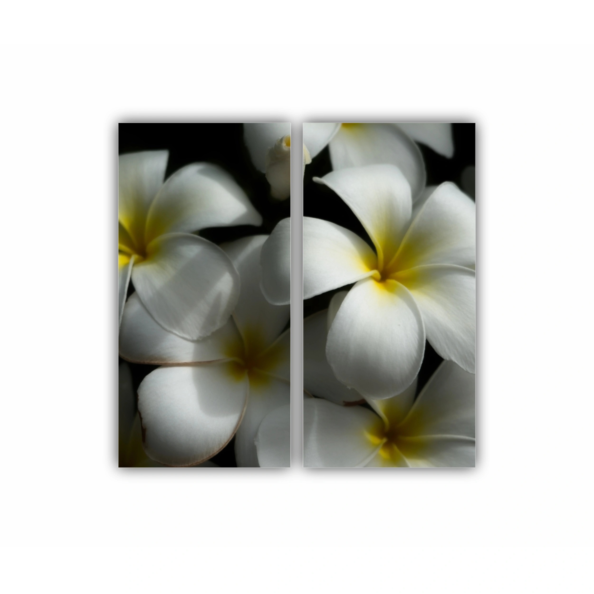 Plumeria 11