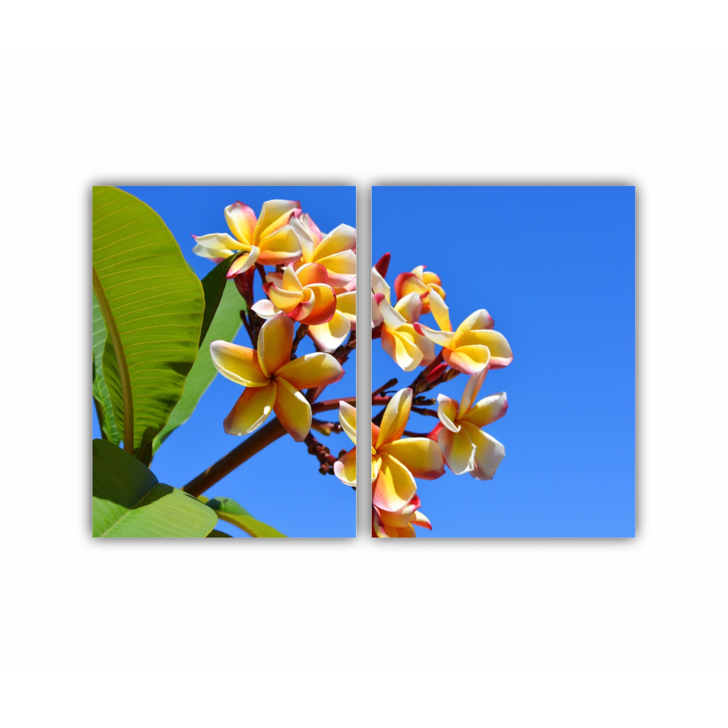 Plumeria 13