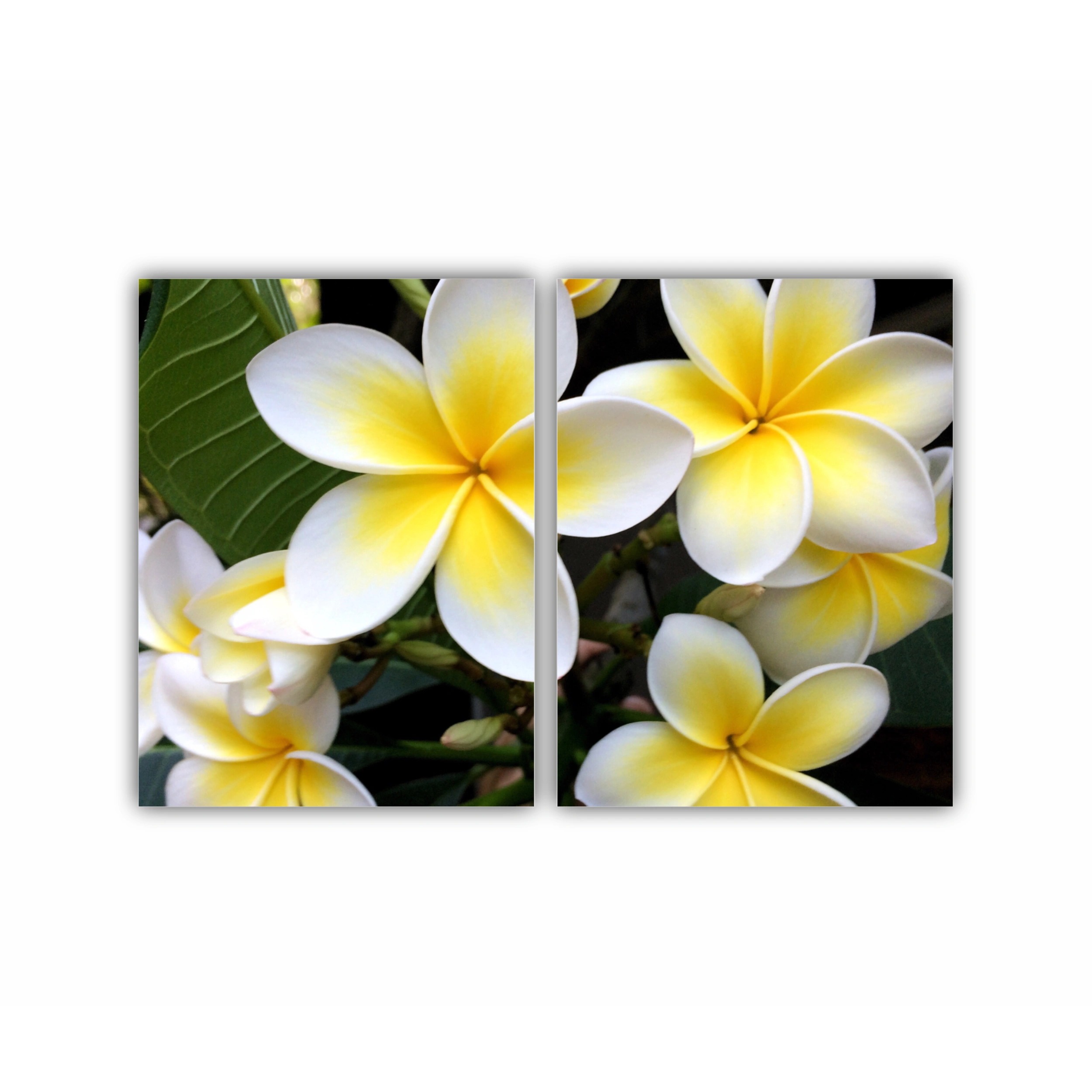 Plumeria 15