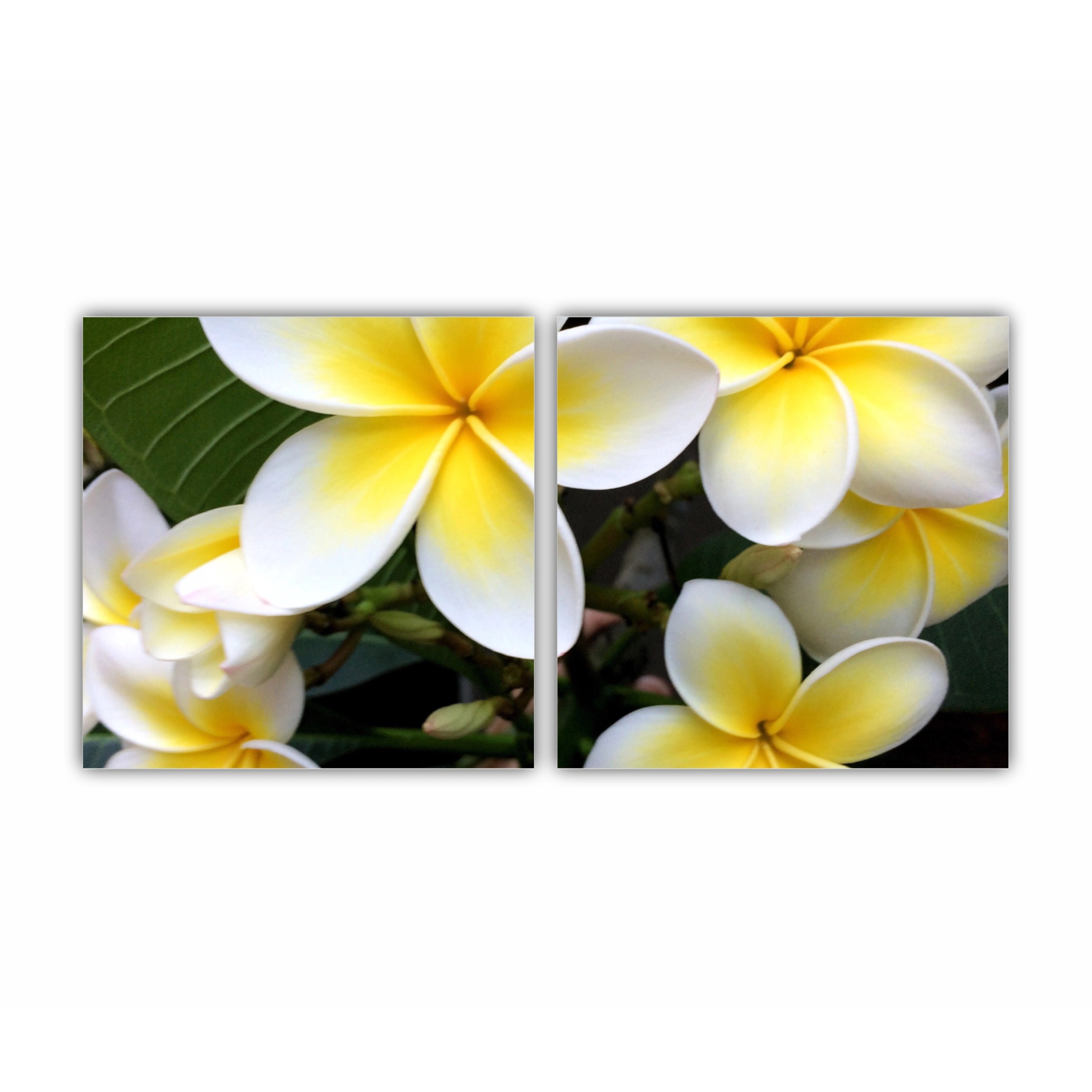 Plumeria 15