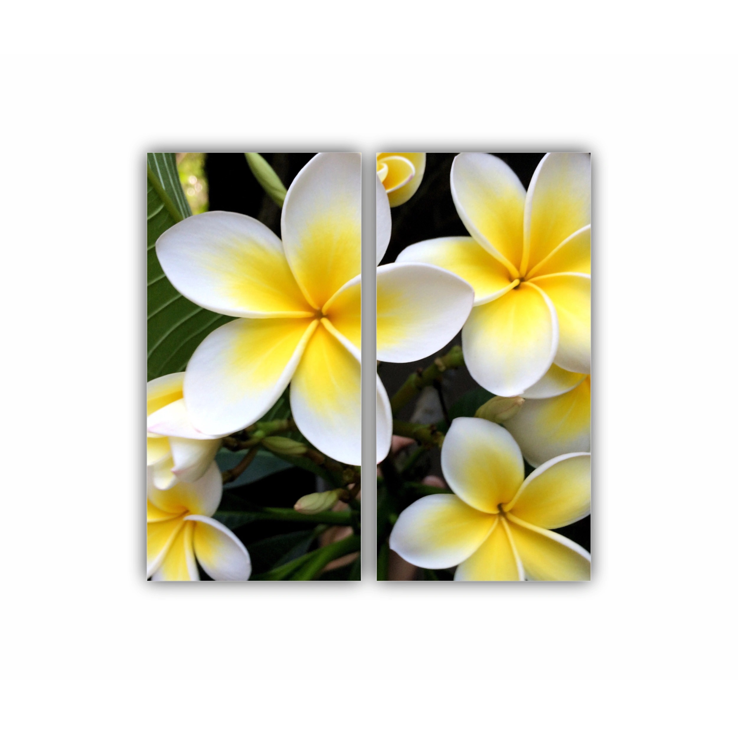 Plumeria 15