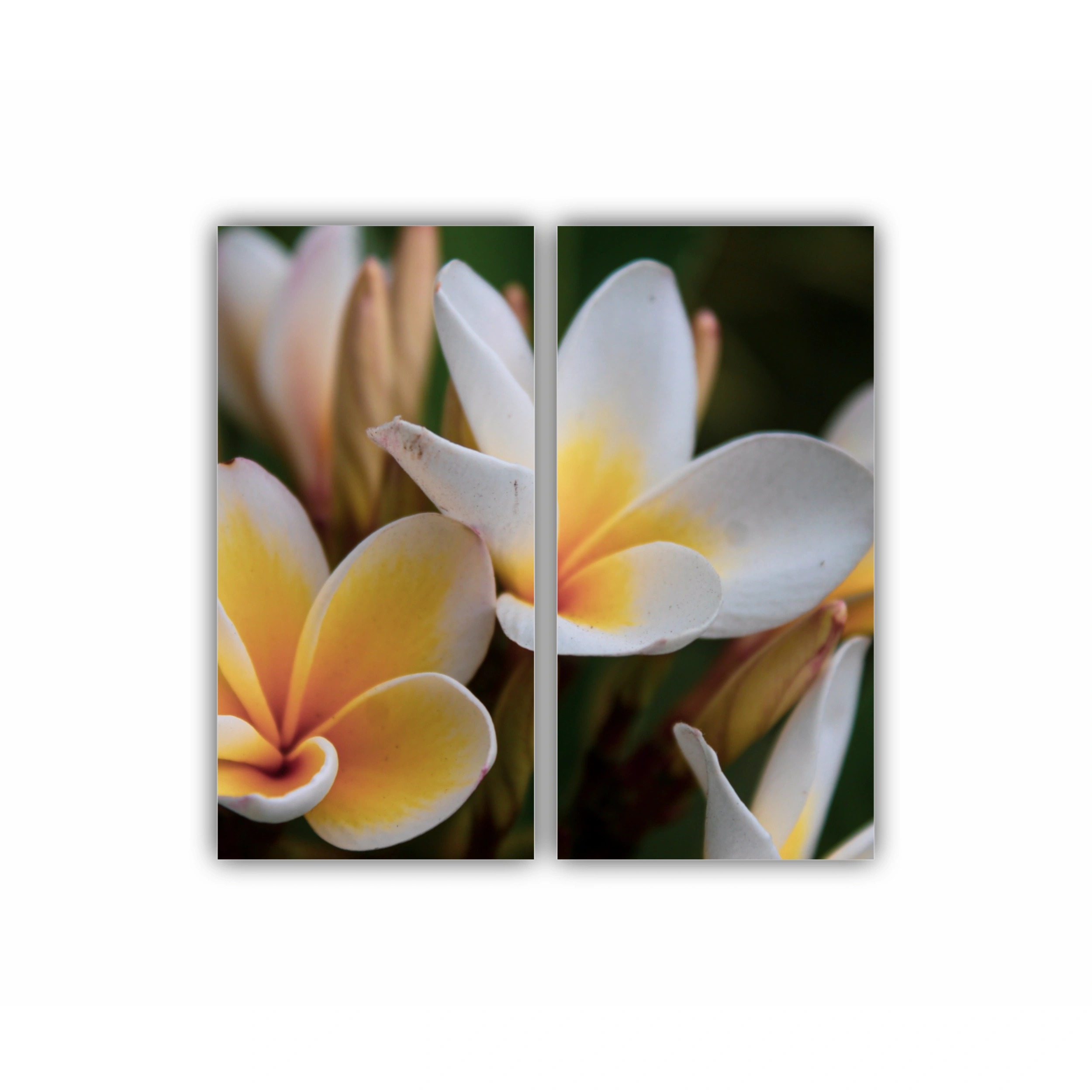 Plumeria 16