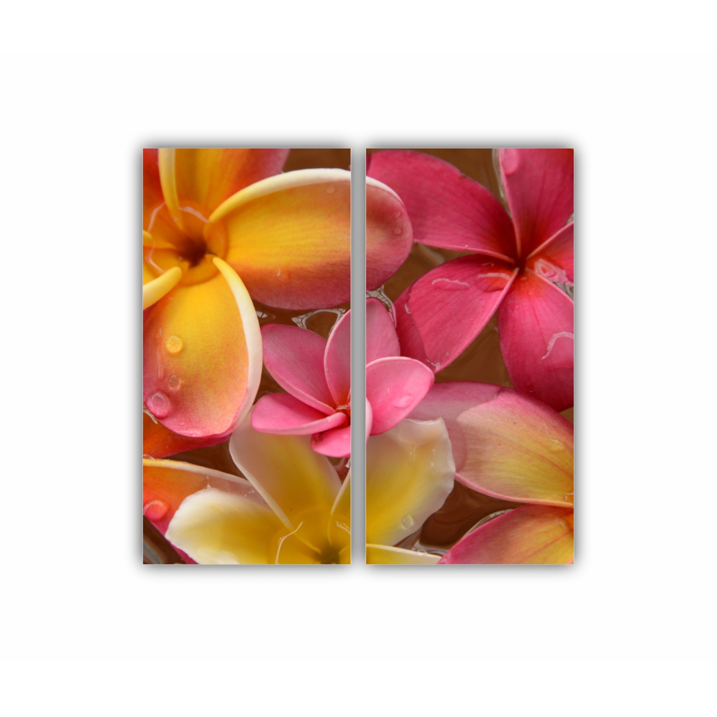 Plumeria 17