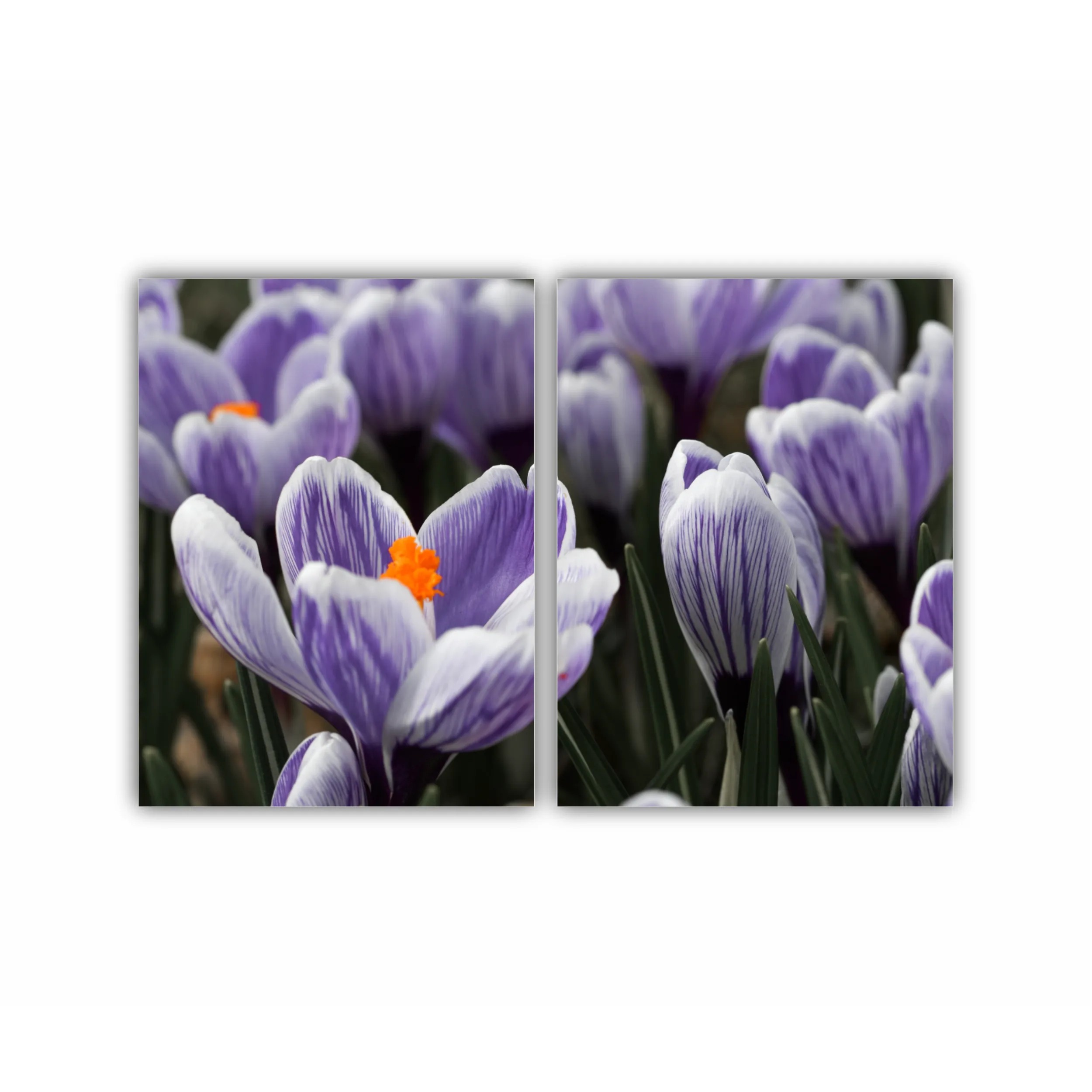 Crocus